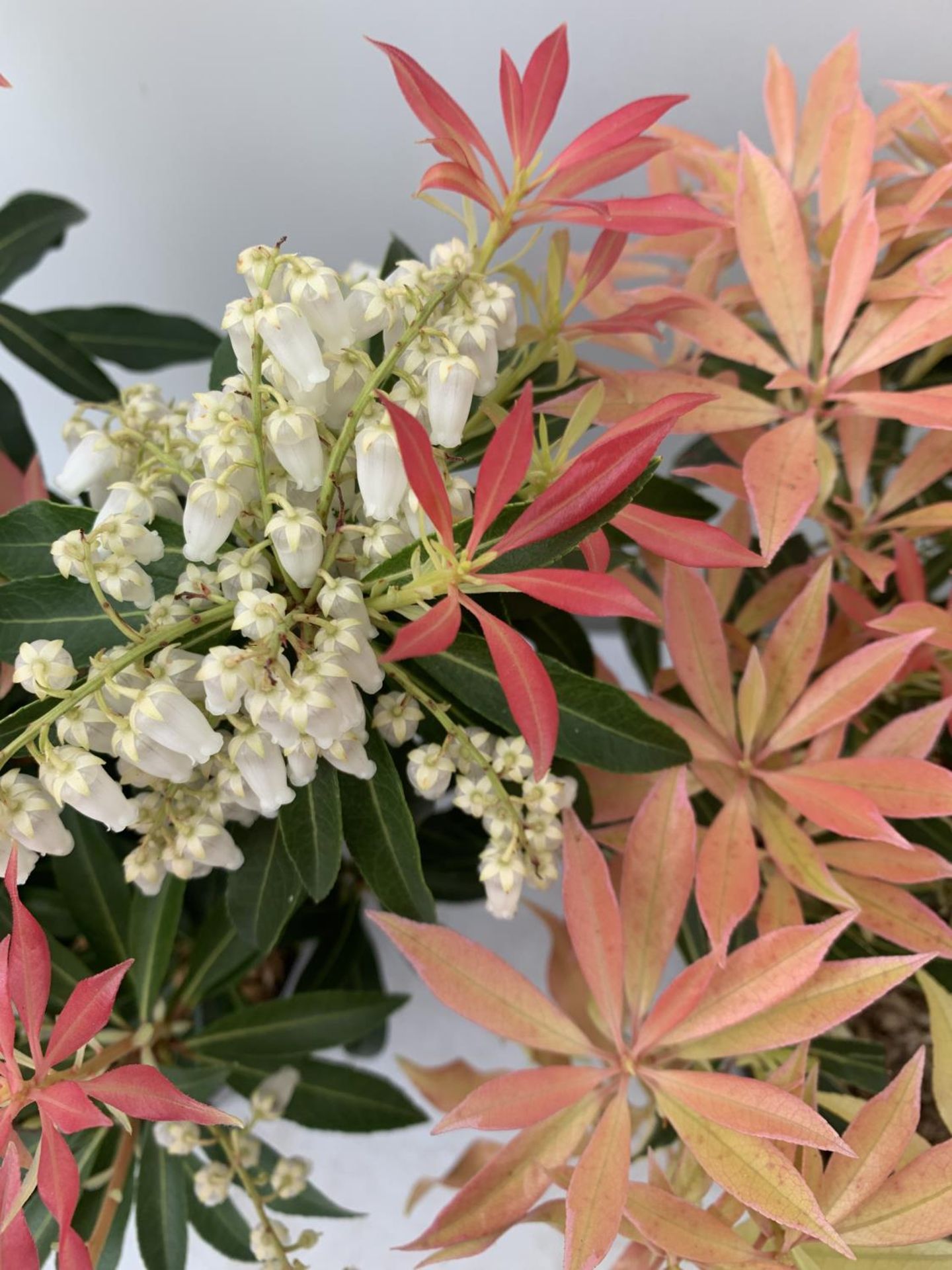 TWO PIERIS JAPONICA 'FLAMING SILVER' AND 'FOREST FLAME' IN 3 LTR POTS 45CM TALL PLUS VAT TO BE - Bild 4 aus 6