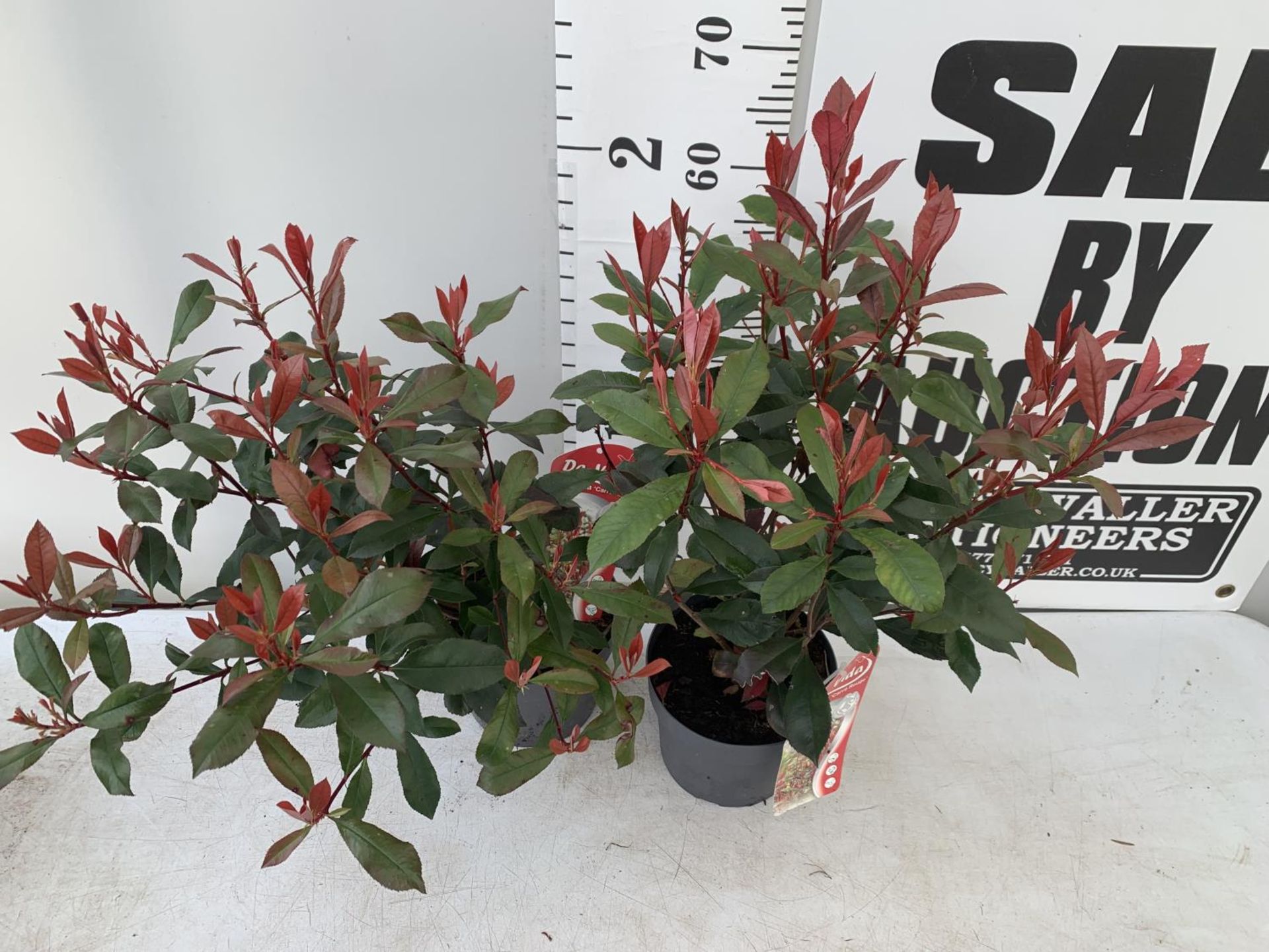 TWO PHOTINIA 'CARRE ROUGE' IN 3 LTR POTS APPROX 70CM IN HEIGHT PLUS VAT TO BE SOLD FOR THE TWO - Bild 2 aus 6