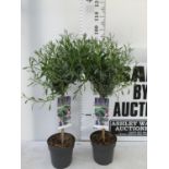 TWO LAVENDER 'AUGUSTFOLIA' STANDARD TREES APPROX 90CM IN HEIGHT IN 3LTR POTS PLUS VAT TO BE SOLD FOR