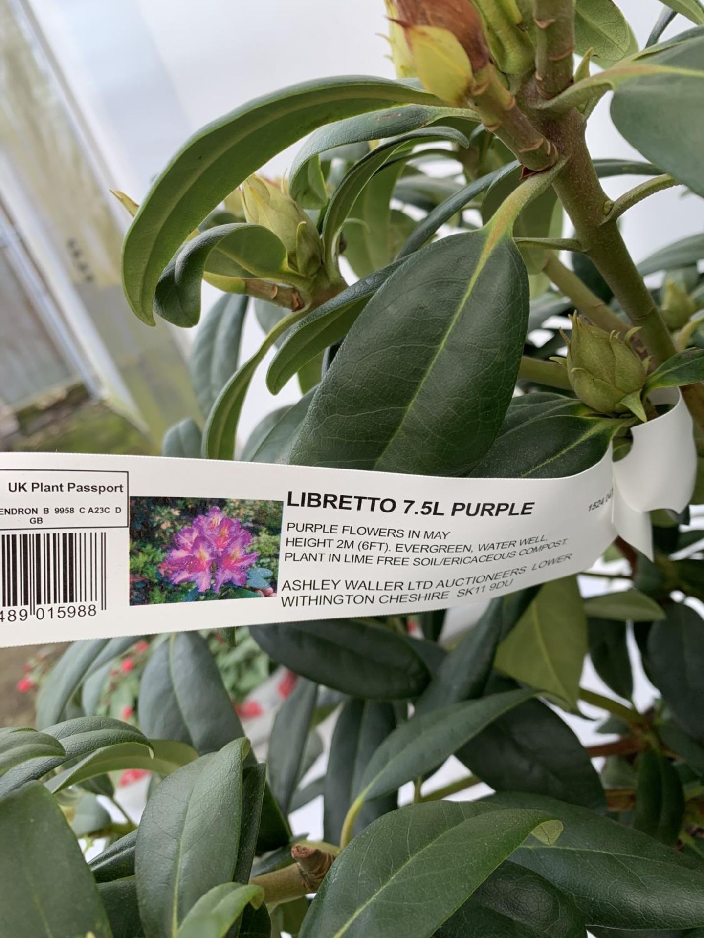 TWO LARGE RHODODENDRONS LIBRETTO PURPLE IN 7.5 LTR POTS APPROX 70CM IN HEIGHT PLUS VAT TO BE SOLD - Image 4 of 4