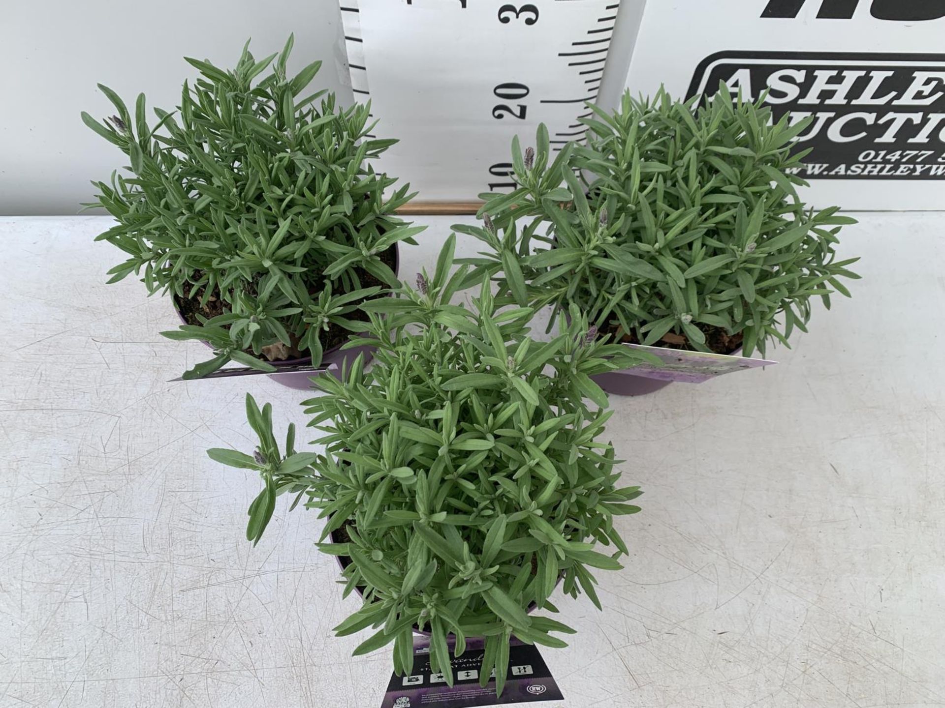 THREE LAVENDER PLANTS IN 2 LTR POTS APPROX 25CM IN HEIGHT PLUS VAT TO BE SOLD FOR THE THREE - Image 2 of 6