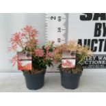 TWO PIERIS JAPONICA 'FLAMING SILVER' AND 'FOREST FLAME' IN 3 LTR POTS 45CM TALL PLUS VAT TO BE