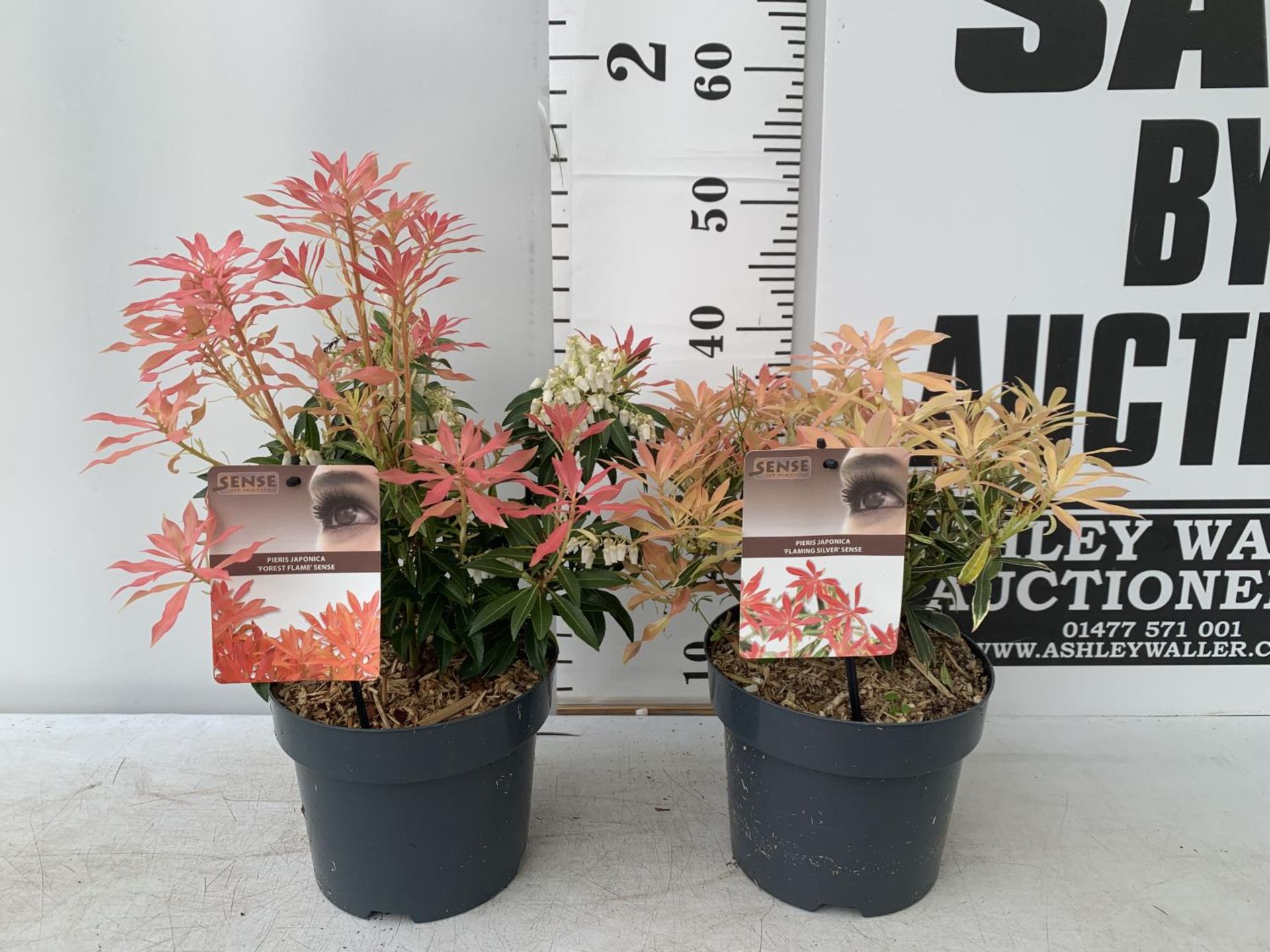 TWO PIERIS JAPONICA 'FLAMING SILVER' AND 'FOREST FLAME' IN 3 LTR POTS 45CM TALL PLUS VAT TO BE