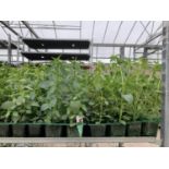 TEN TRAYS OF SIX ANTIRRHINUM APPEAL SELECT MIX TO BE SOLD FOR THE SIXTY PLANTS PLUS VAT