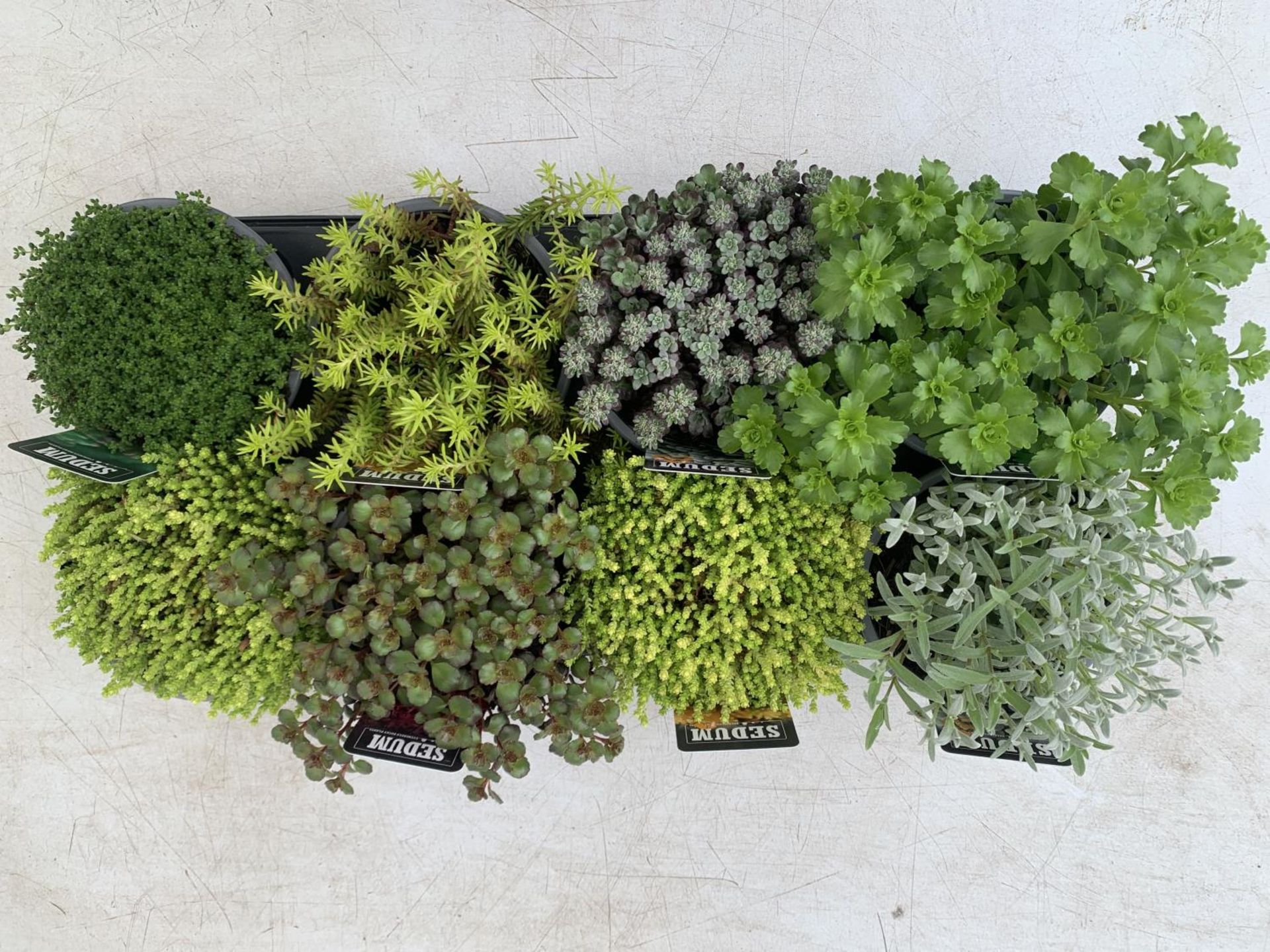 EIGHT MIXED EVERGREEN SEDUMS ON A TRAY IN P14 POTS PLUS VAT TO BE SOLD FOR THE EIGHT - Image 5 of 8