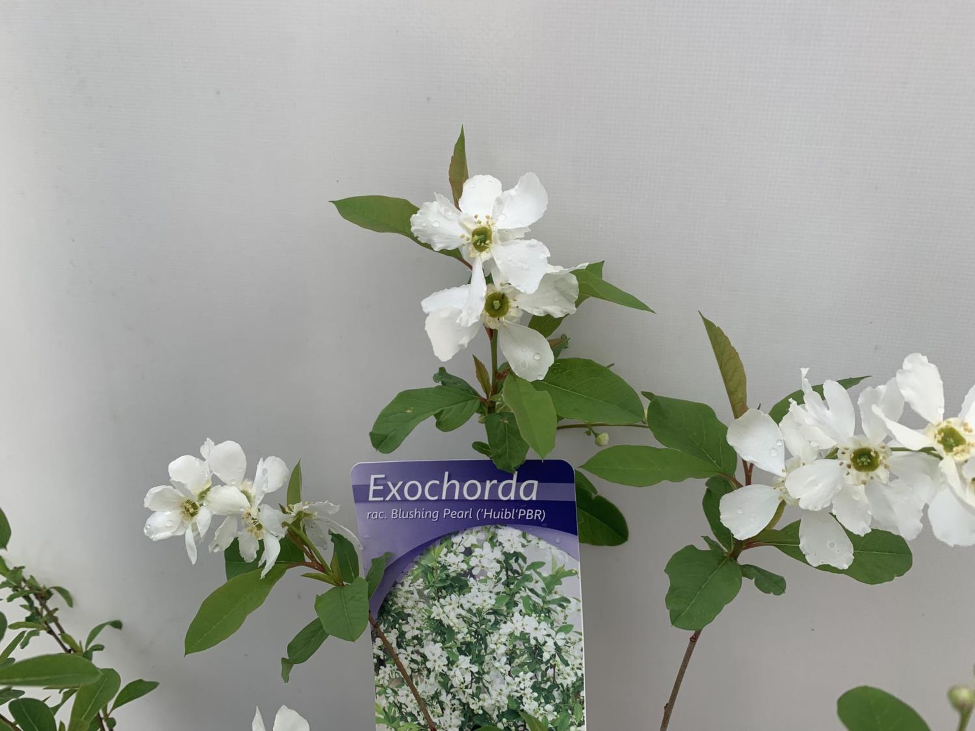 TWO EXOCHORDA 'NIAGARA' AND 'BLUSHING PEARL' APPROX 60CM IN HEIGHT IN 2 LTR POTS PLUS VAT TO BE SOLD - Bild 4 aus 6