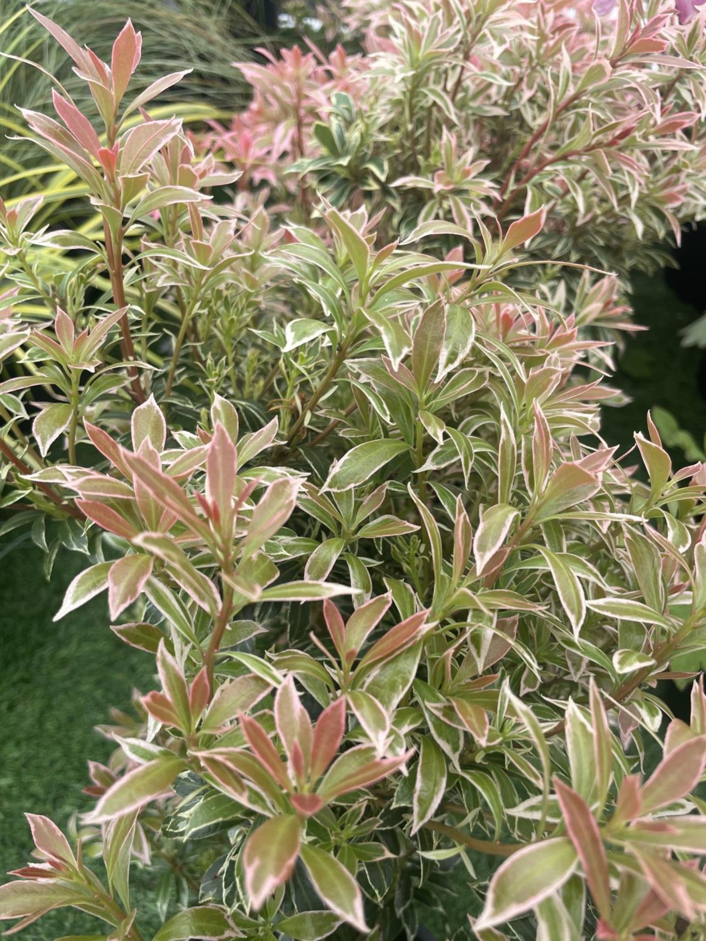 SEVEN PIERIS LITTLE HEATH 45CM TALL TO BE SOLD FOR THE SEVEN PLUS VAT - Image 2 of 6