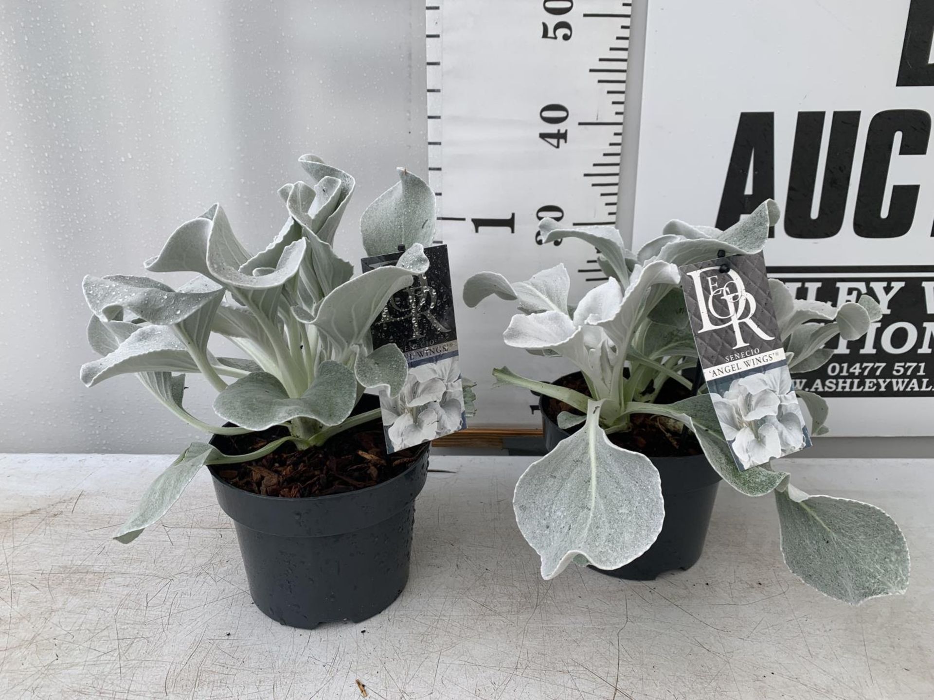 TWO SENECIO ANGEL WINGS APPROX 30CM IN HEIGHT IN 2 LTR POTS PLUS VAT TO BE SOLD FOR THE TWO