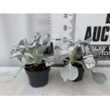 TWO SENECIO ANGEL WINGS APPROX 30CM IN HEIGHT IN 2 LTR POTS PLUS VAT TO BE SOLD FOR THE TWO