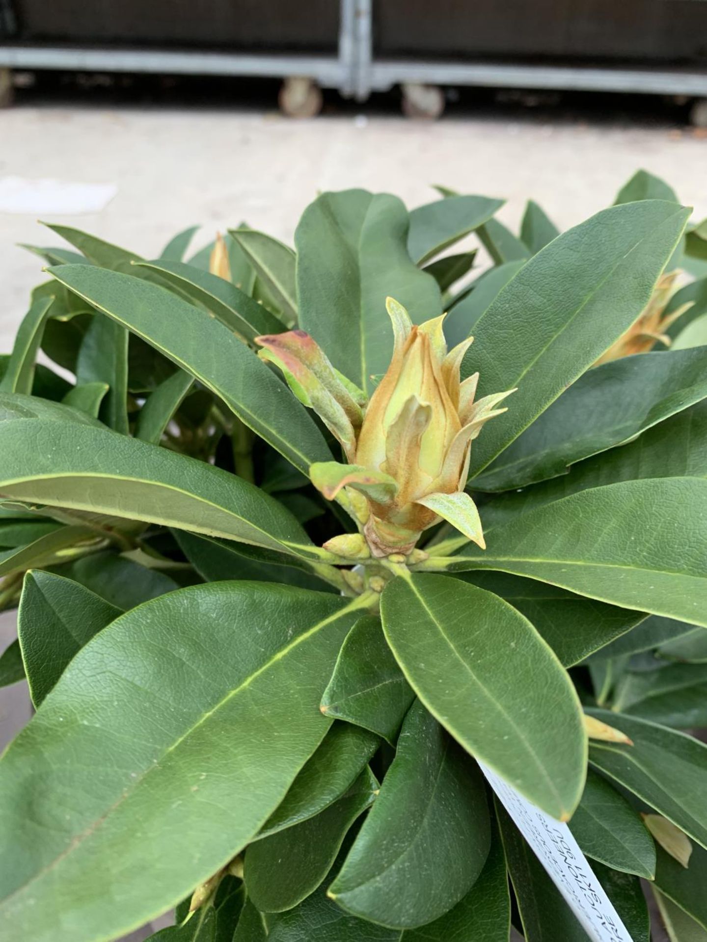 THREE RHODODENDRON GOLDEN TORCH IN 3 LTR POTS HEIGHT 30CM TO BE SOLD FOR THE THREE PLUS VAT - Image 3 of 5