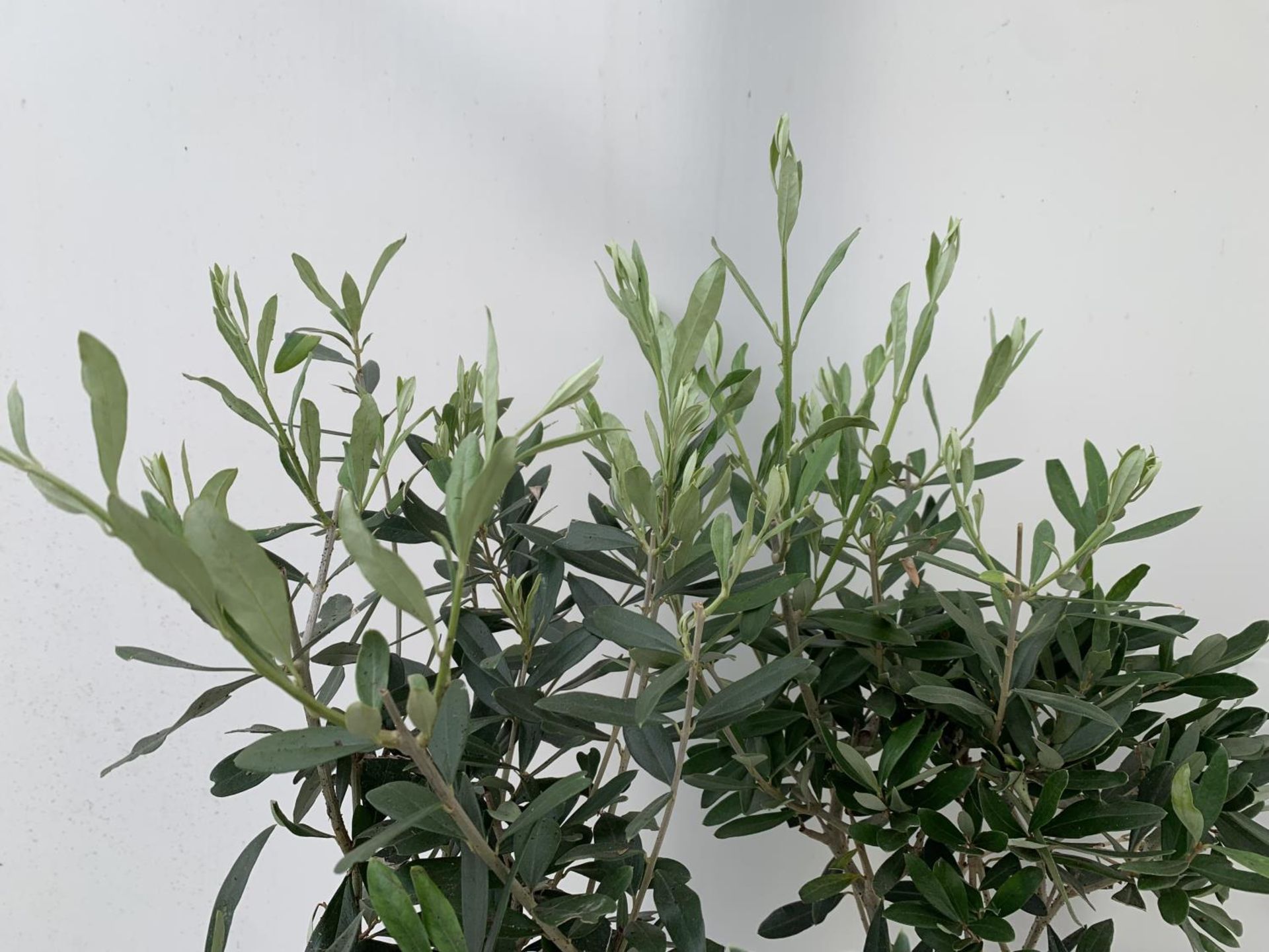 TWO OLIVE EUROPEA STANDARD TREES APPROX 120CM IN HEIGHT IN 3LTR POTS NO VAT TO BE SOLD FOR THE TWO - Image 6 of 6