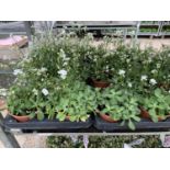 SIXTEEN POTS OF WHITE ARABIS TO BE SOLD FOR SIXTEEN PLUS VAT