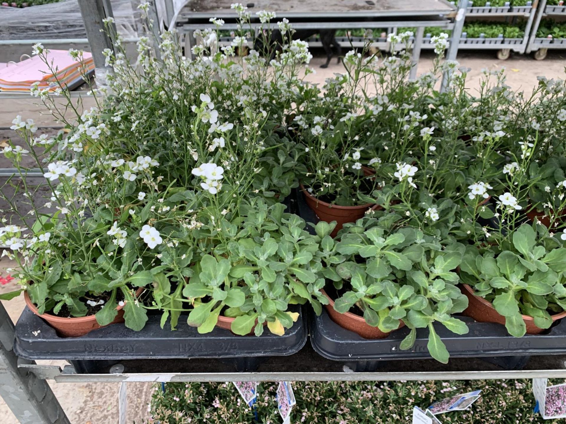 SIXTEEN POTS OF WHITE ARABIS TO BE SOLD FOR SIXTEEN PLUS VAT