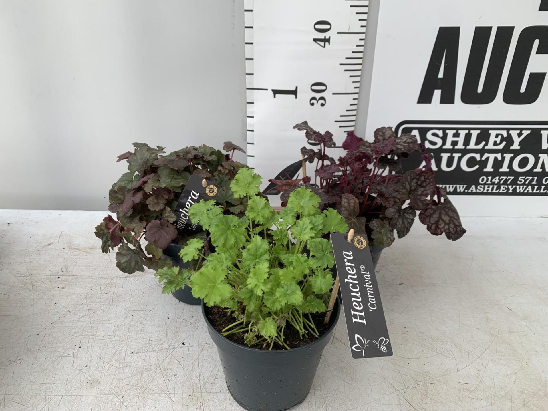 THREE VARIOUS HEUCHERA 'CARNIVAL' IN 2 LTR POTS PLUS VAT TO BE SOLD FOR THE THREE