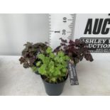 THREE VARIOUS HEUCHERA 'CARNIVAL' IN 2 LTR POTS PLUS VAT TO BE SOLD FOR THE THREE