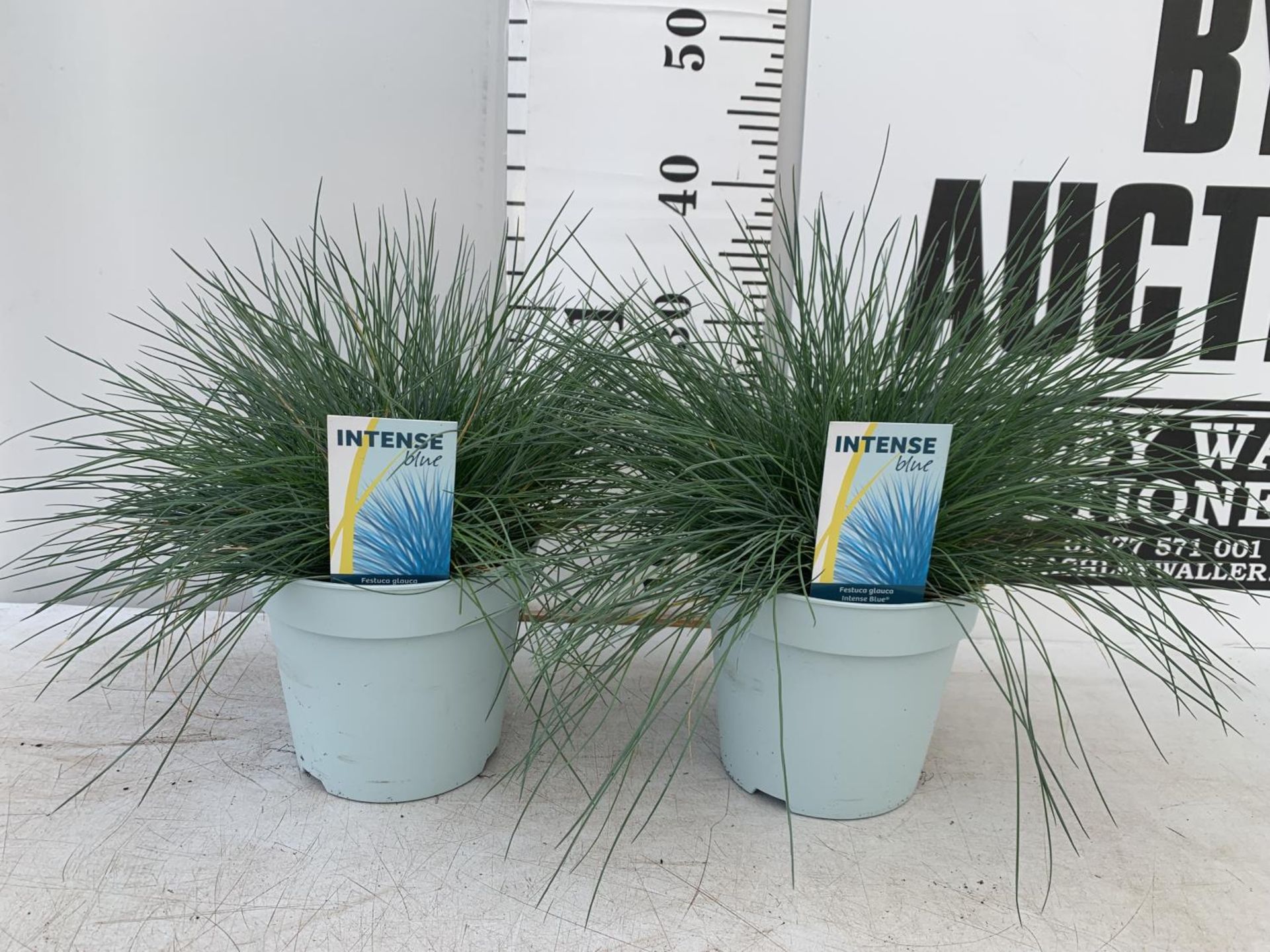 TWO FESTUCA GLAUCA 'INTENSE BLUE' ORNAMENTAL GRASSES IN 2 LTR POTS APPROX 35CM IN HEIGHT PLUS VAT TO