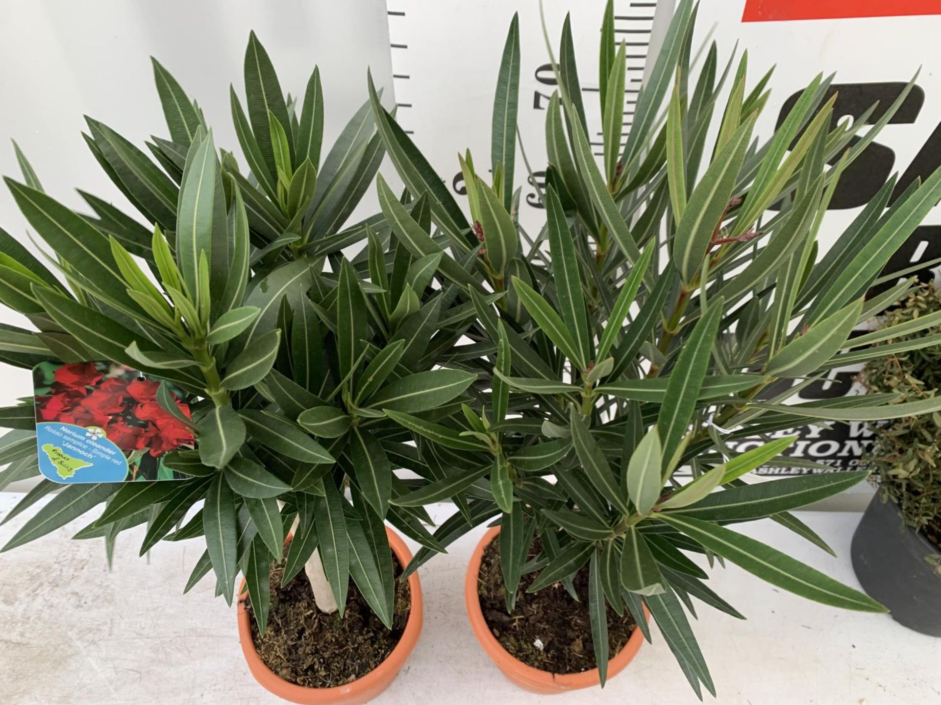 TWO OLEANDER STANDARD NERIUMS RED 'PAPA GAMBETTA' AND 'JANNOCH' IN 4 LTR POTS APPROX 90CM IN - Image 3 of 8