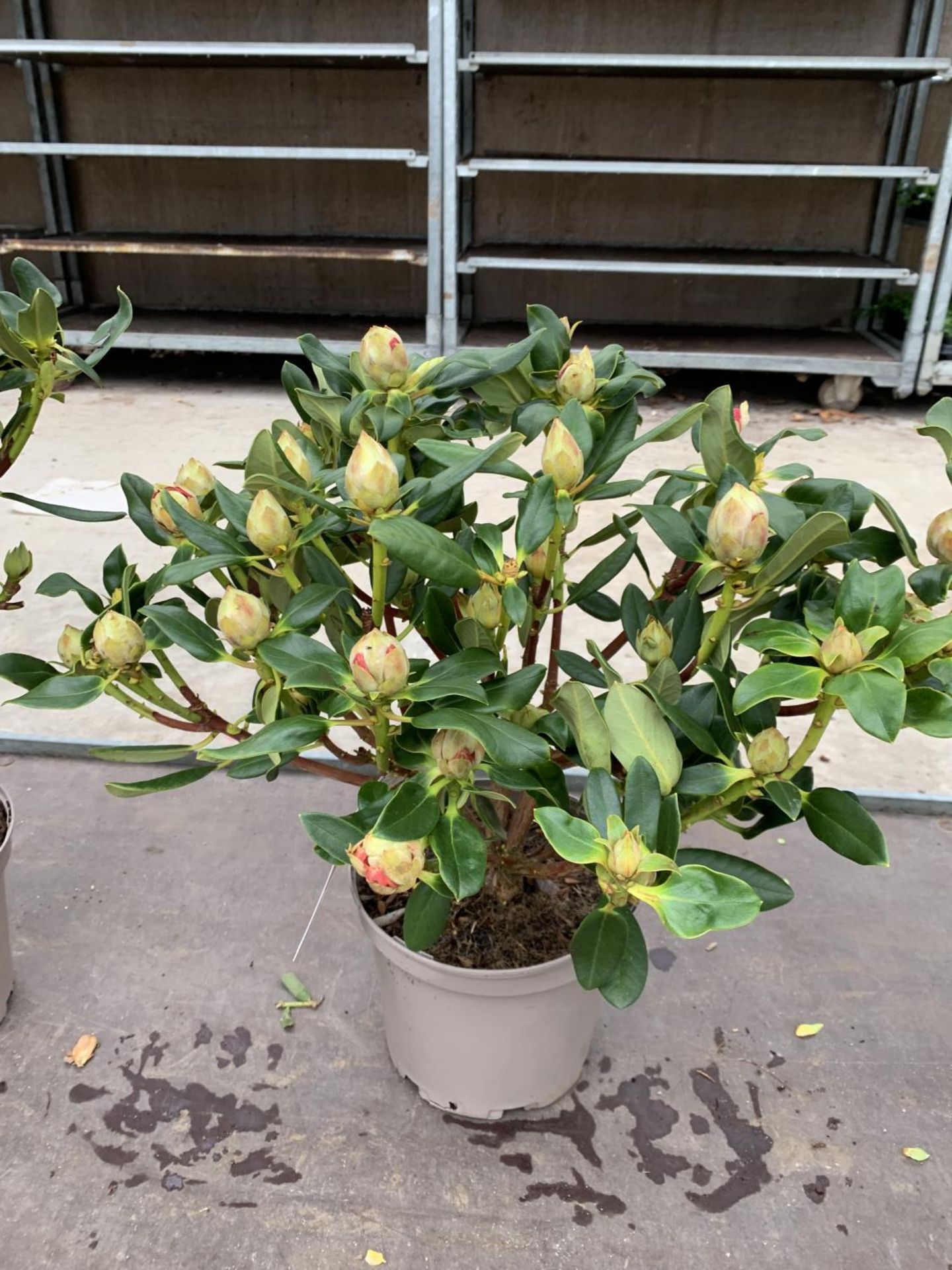 THREE RHODODENDRON NANCY EVANS IN 3 LTR POTS HEIGHT 50CM TO BE SOLD FOR THE THREE PLUS VAT - Image 2 of 6