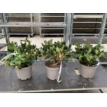 THREE RHODODENDRON NANCY EVANS YELLOW IN 3 LTR POTS TO BE SOLD FOR THE THREE PLUS VAT