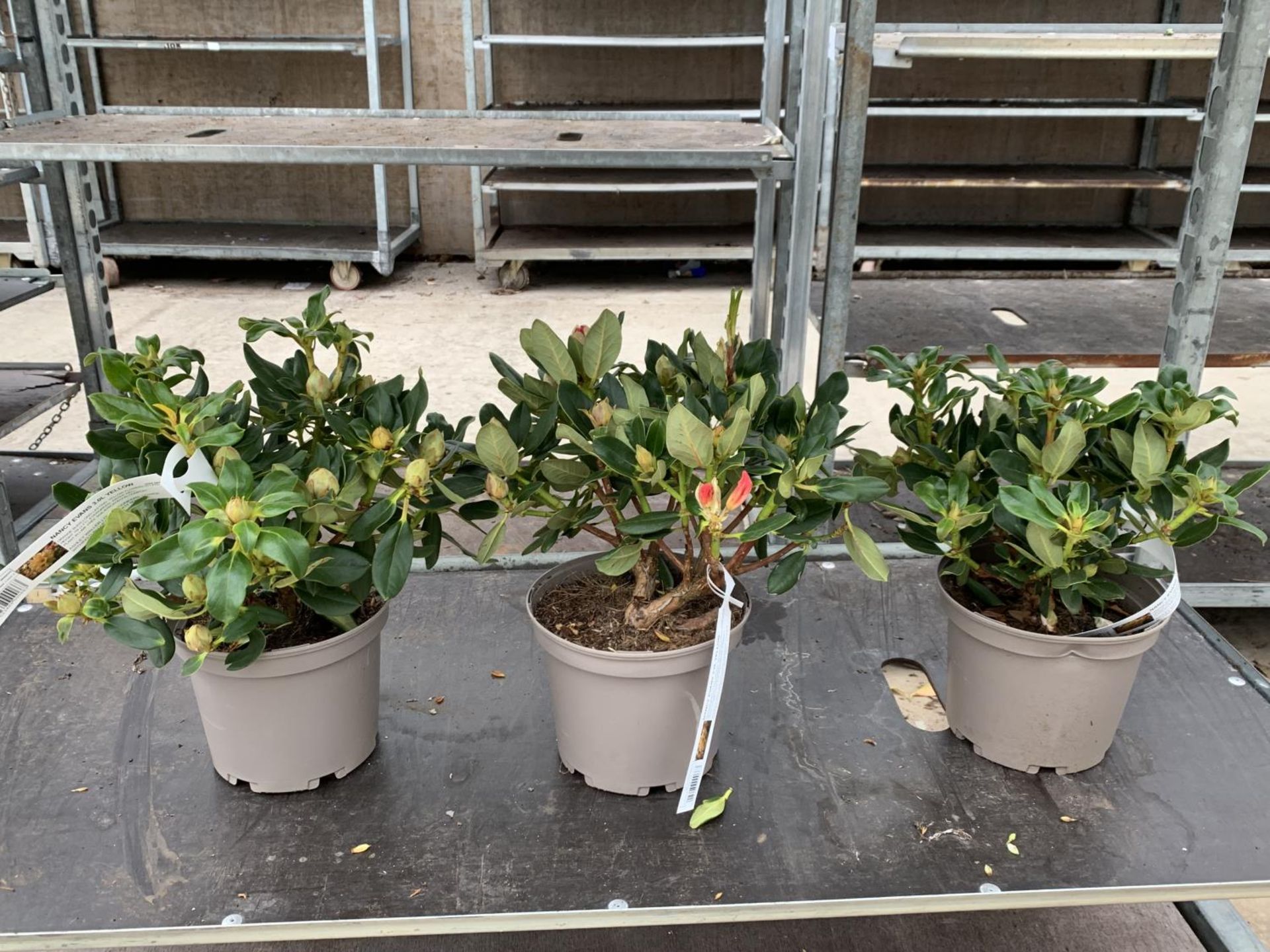 THREE RHODODENDRON NANCY EVANS YELLOW IN 3 LTR POTS TO BE SOLD FOR THE THREE PLUS VAT