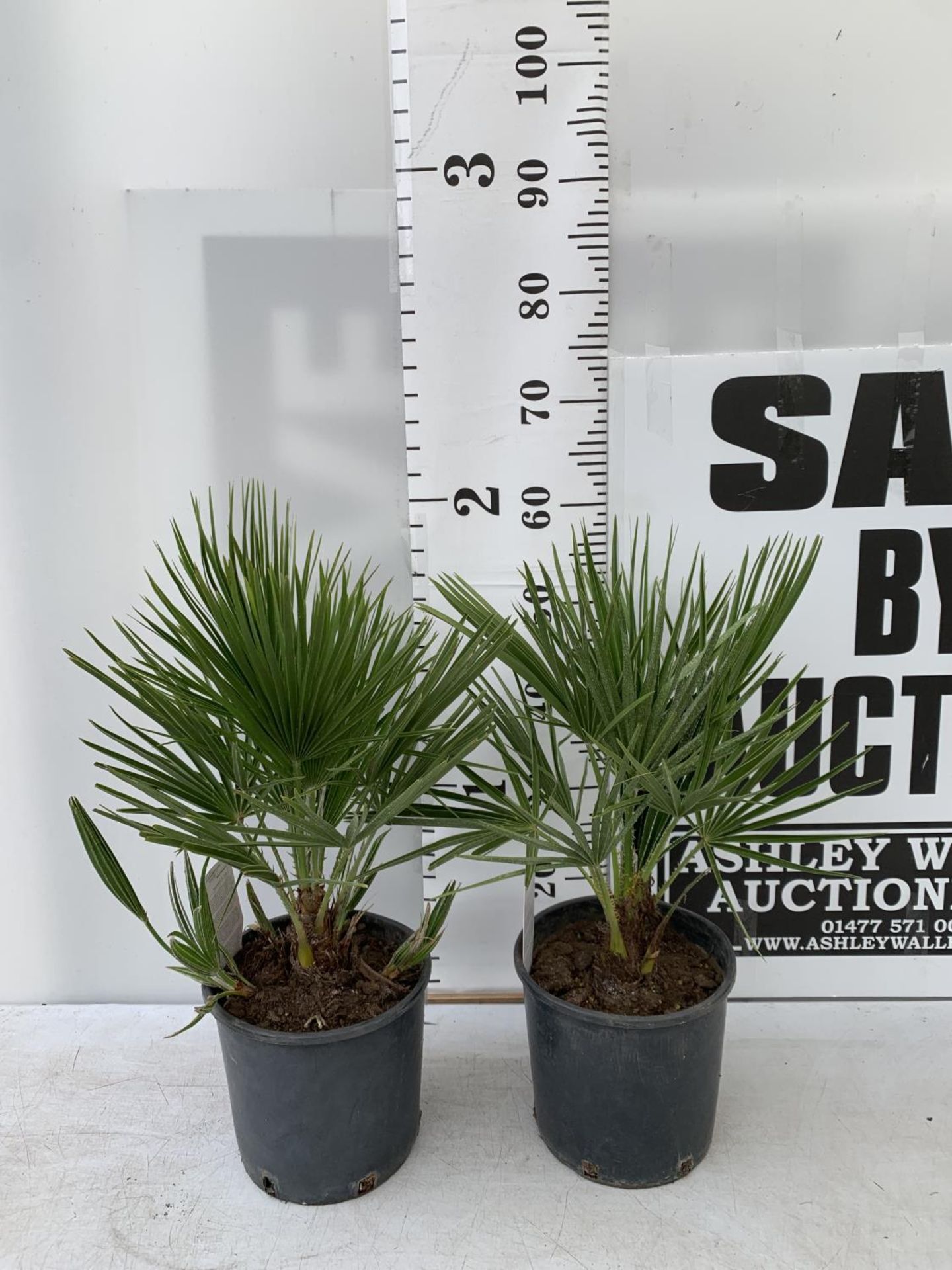 TWO CHAMAEROPS HUMILIS HARDY IN 3 LTR POTS APPROX 60CM IN HEIGHT PLUS VAT TO BE SOLD FOR THE TWO