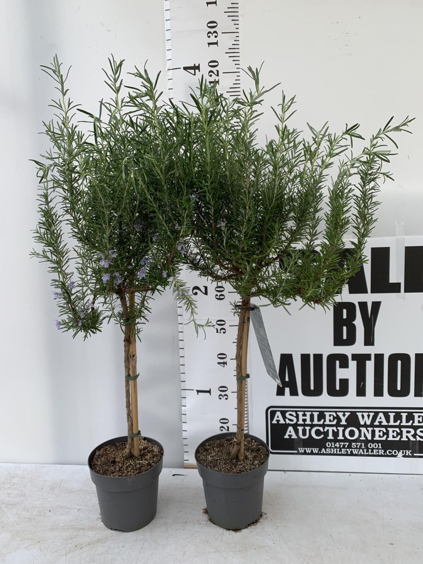 TWO ROSEMARY OFFICINALIS STANDARD TREES APPROX 120CM IN HEIGHT IN 3LTR POTS NO VAT TO BE SOLD FOR - Image 2 of 4