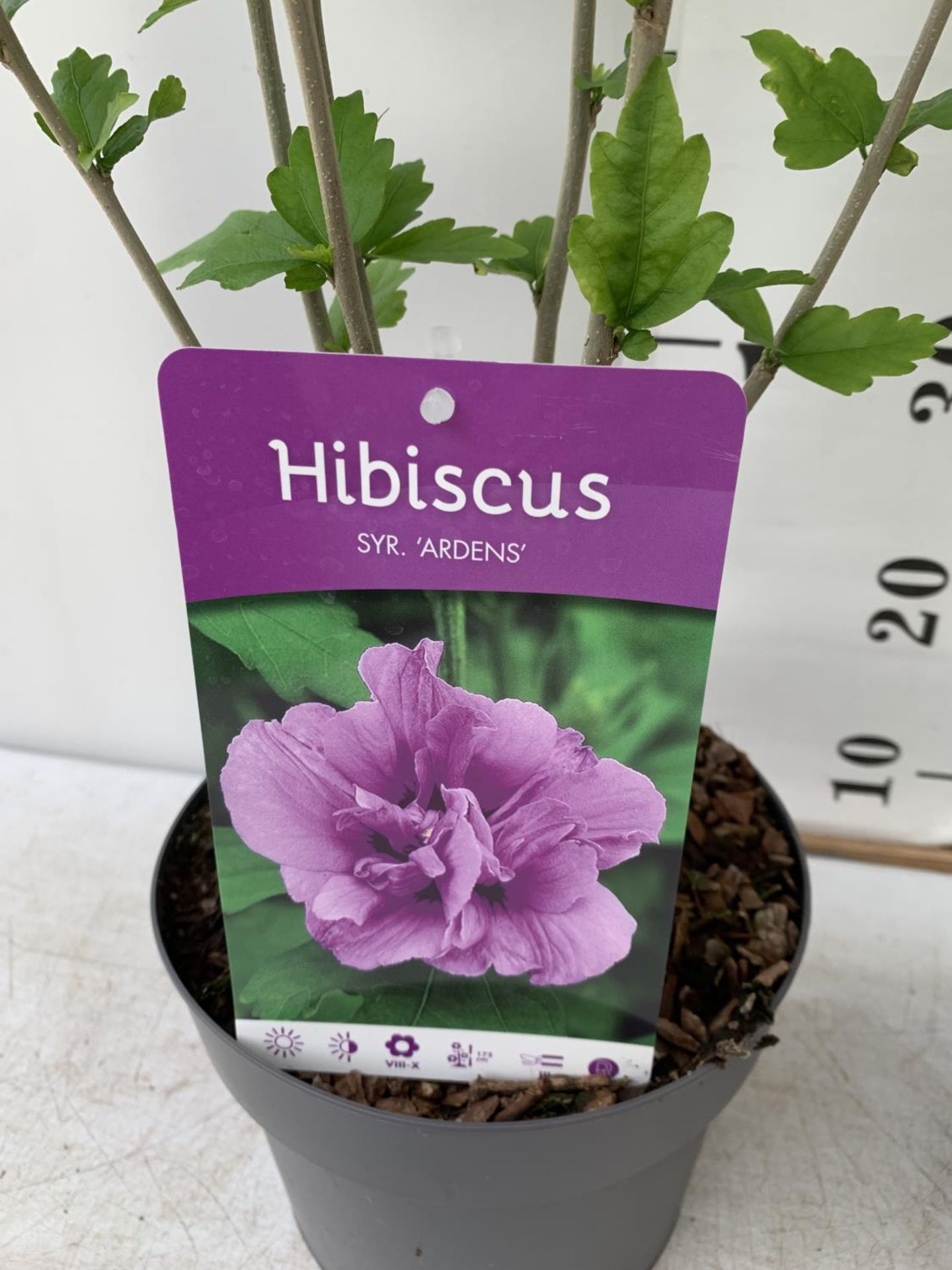 TWO HIBISCUS SYRIACUS PINK 'DUC DE BRABANT' AND 'ARDENS' LIGHT PURPLE APPROX 70CM IN HEIGHT IN 3 LTR - Image 5 of 5