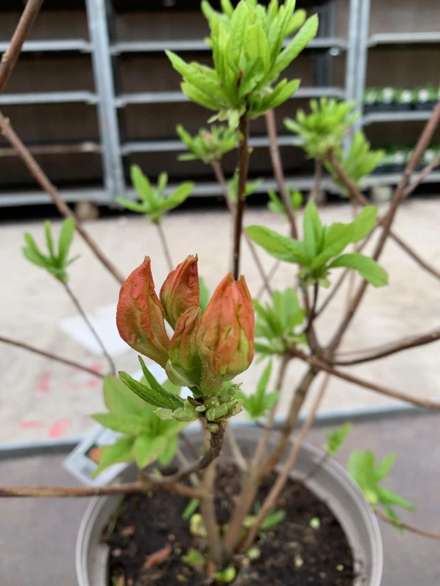 THREE AZALEA SUNTE NECTARINE YELLOW IN 5 LTR POTS HEIGHT 60CM TO BE SOLD FOR THE THREE PLUS VAT - Image 4 of 6