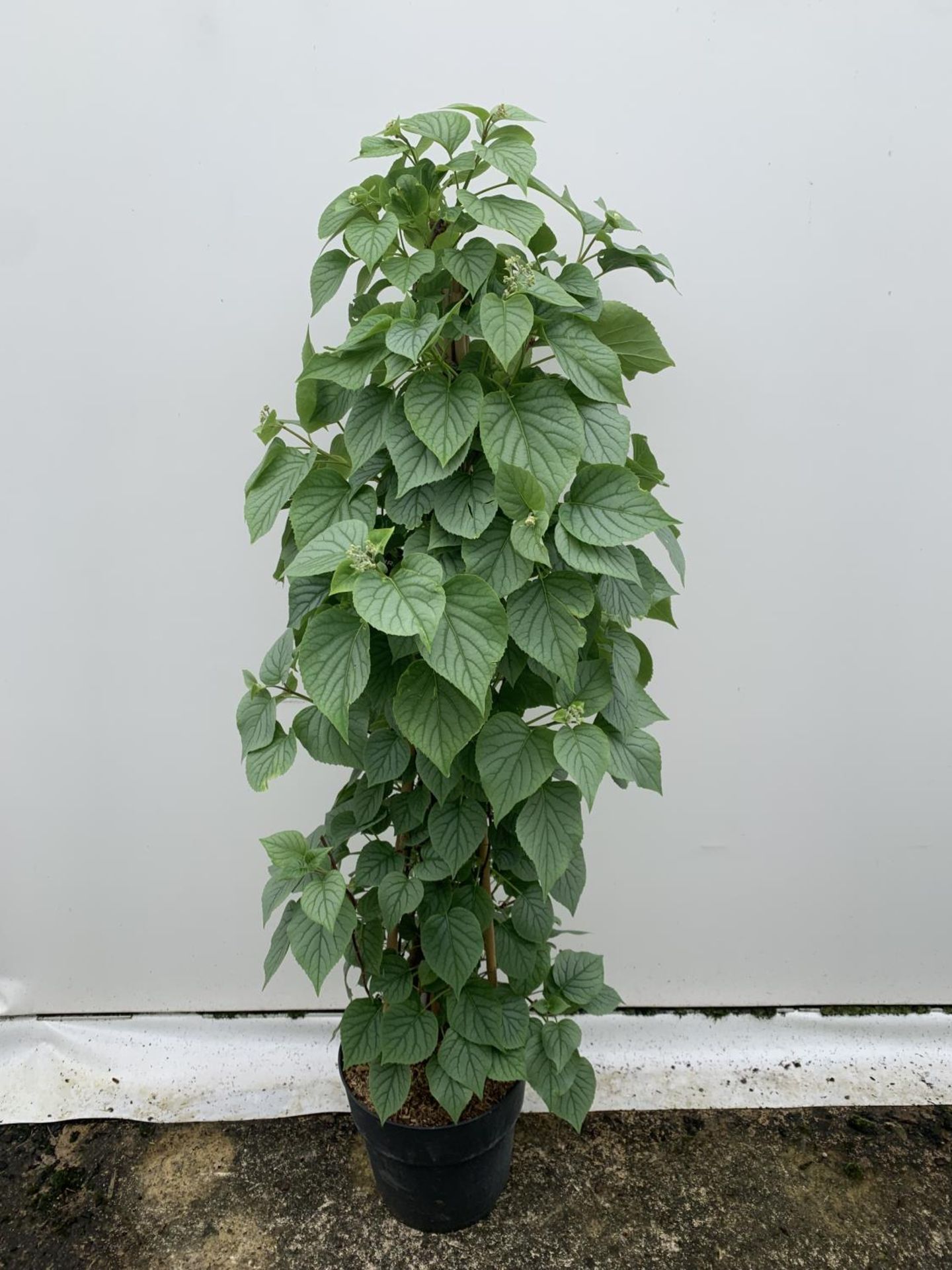 ONE SCHIZOPHRAGMA HYDRANGEOIDES WHITE 'MOONLIGHT' CLIMBING SHRUB OVER 140CM IN HEIGHT PLUS VAT IN - Image 4 of 7