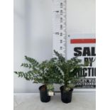TWO MAHONIA MEDIA 'CHARITY' APPROX 60CM IN HEIGHT IN 2 LTR POTS PLUS VAT TO BE SOLD FOR THE TWO