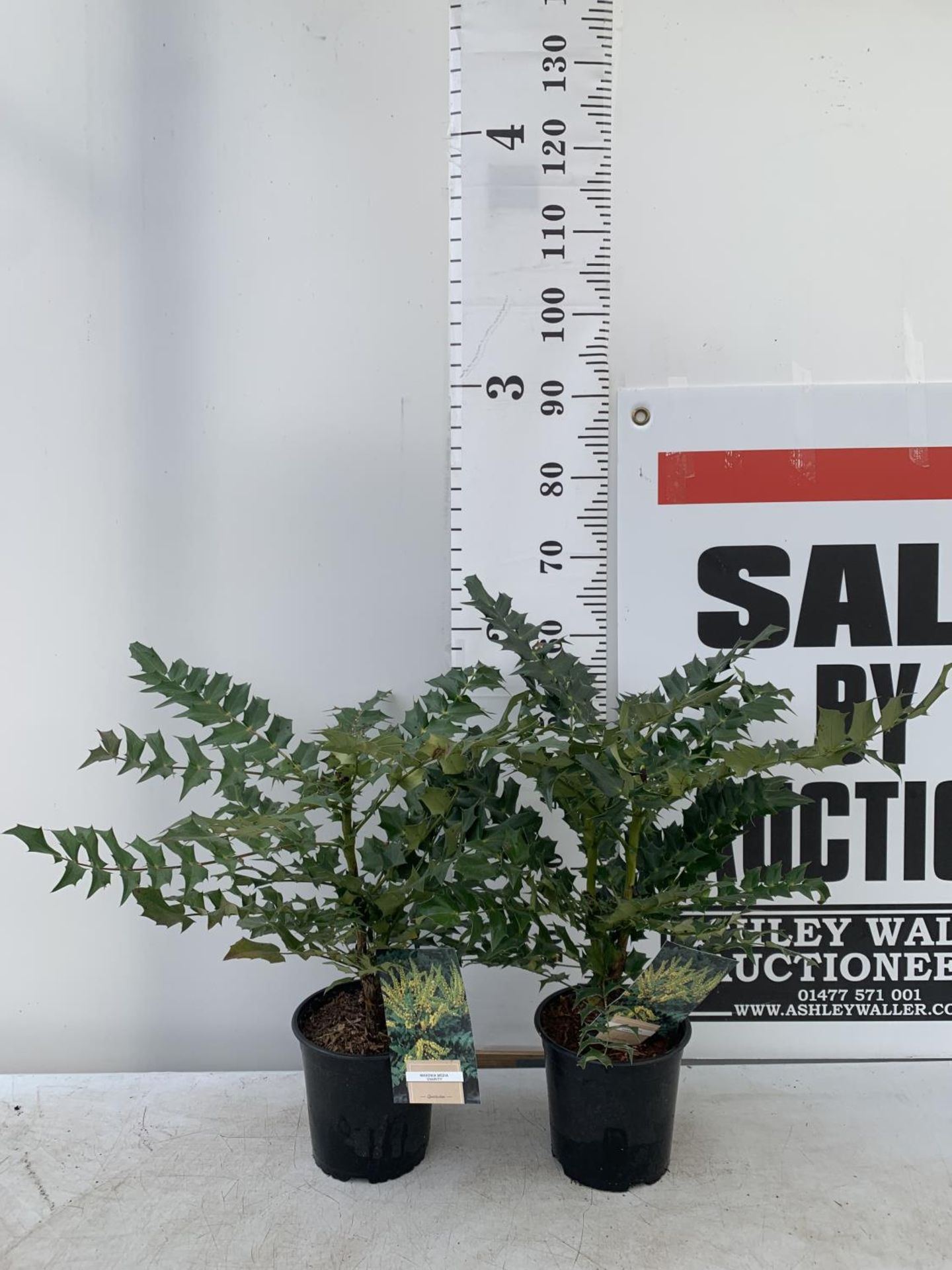 TWO MAHONIA MEDIA 'CHARITY' APPROX 60CM IN HEIGHT IN 2 LTR POTS PLUS VAT TO BE SOLD FOR THE TWO