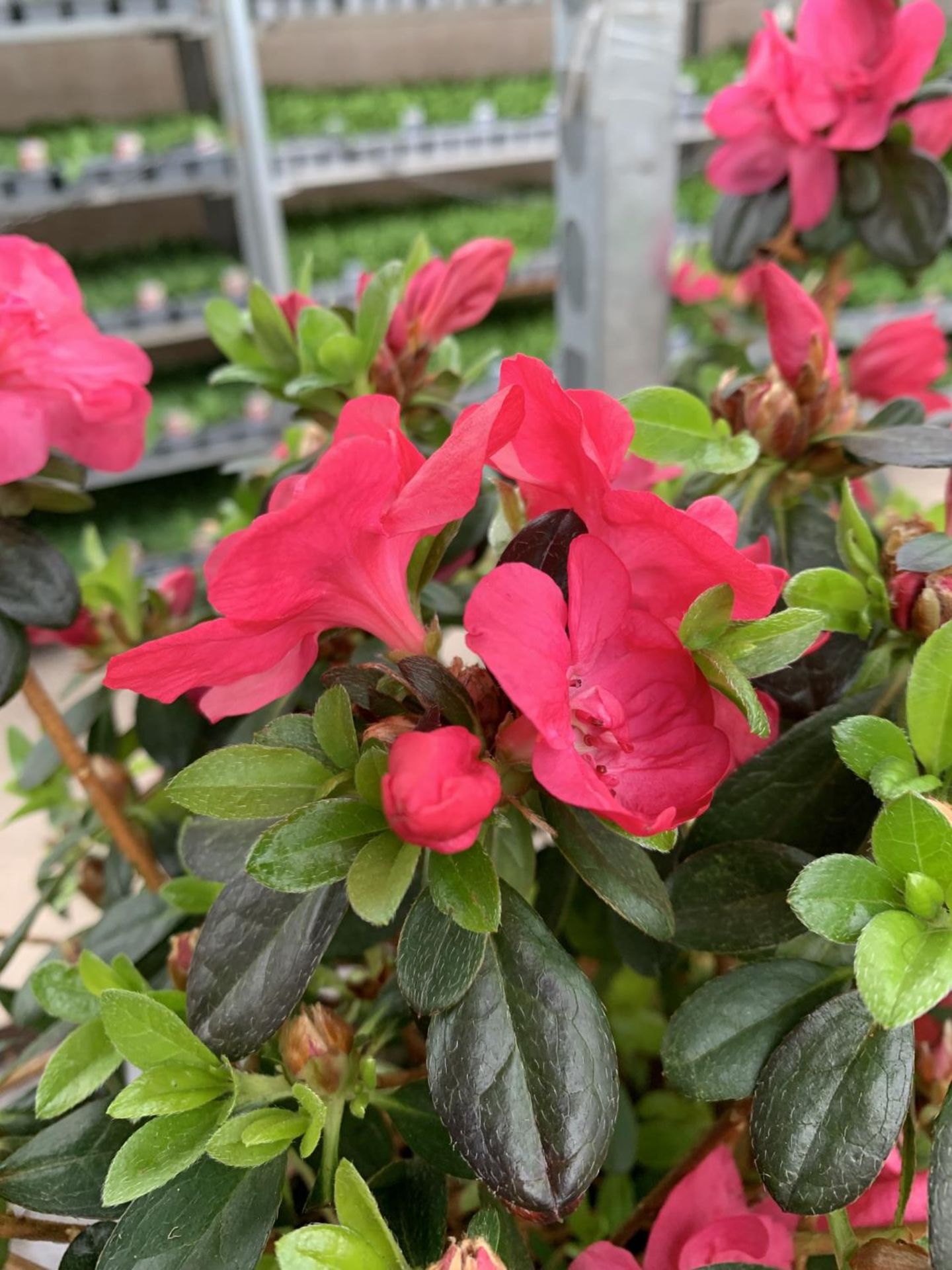 THREE AZALEA JAPONICA MOEDERKENSDAG IN 2 LTR POTS TO BE SOLD FOR THE THREE PLUS VAT - Image 5 of 5