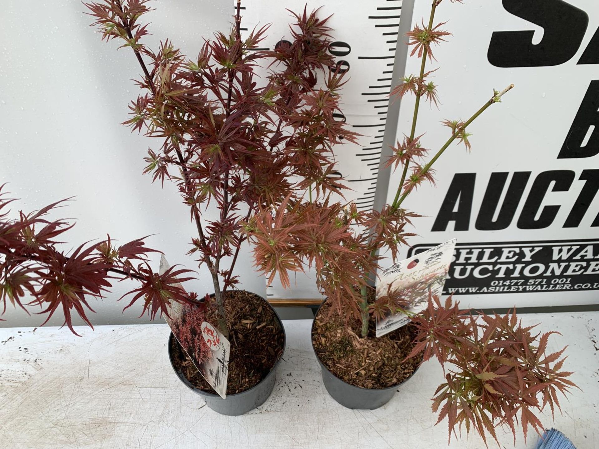 TWO ACER PALMATUMS 'SHAINA' AND 'JERRE SCHWARTZ' APPROX 80CM IN HEIGHT IN 3 LTR POTS PLUS VAT TO - Image 3 of 11