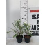 TWO EXOCHORDA 'NIAGARA' AND 'BLUSHING PEARL' APPROX 60CM IN HEIGHT IN 2 LTR POTS PLUS VAT TO BE SOLD