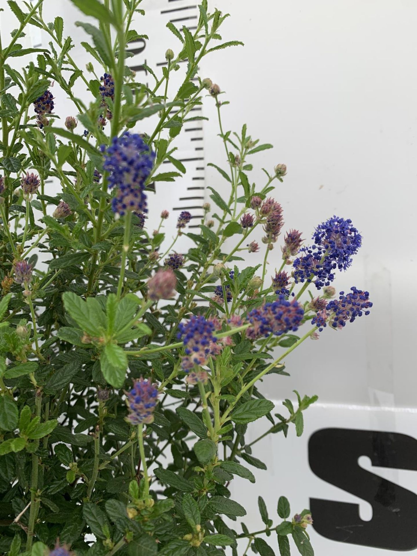 TWO CEANOTHUS STANDARD TREES 'CONCHA' IN FLOWER APPROX 120CM IN HEIGHT IN 3LTR POTS PLUS VAT TO BE - Bild 3 aus 4