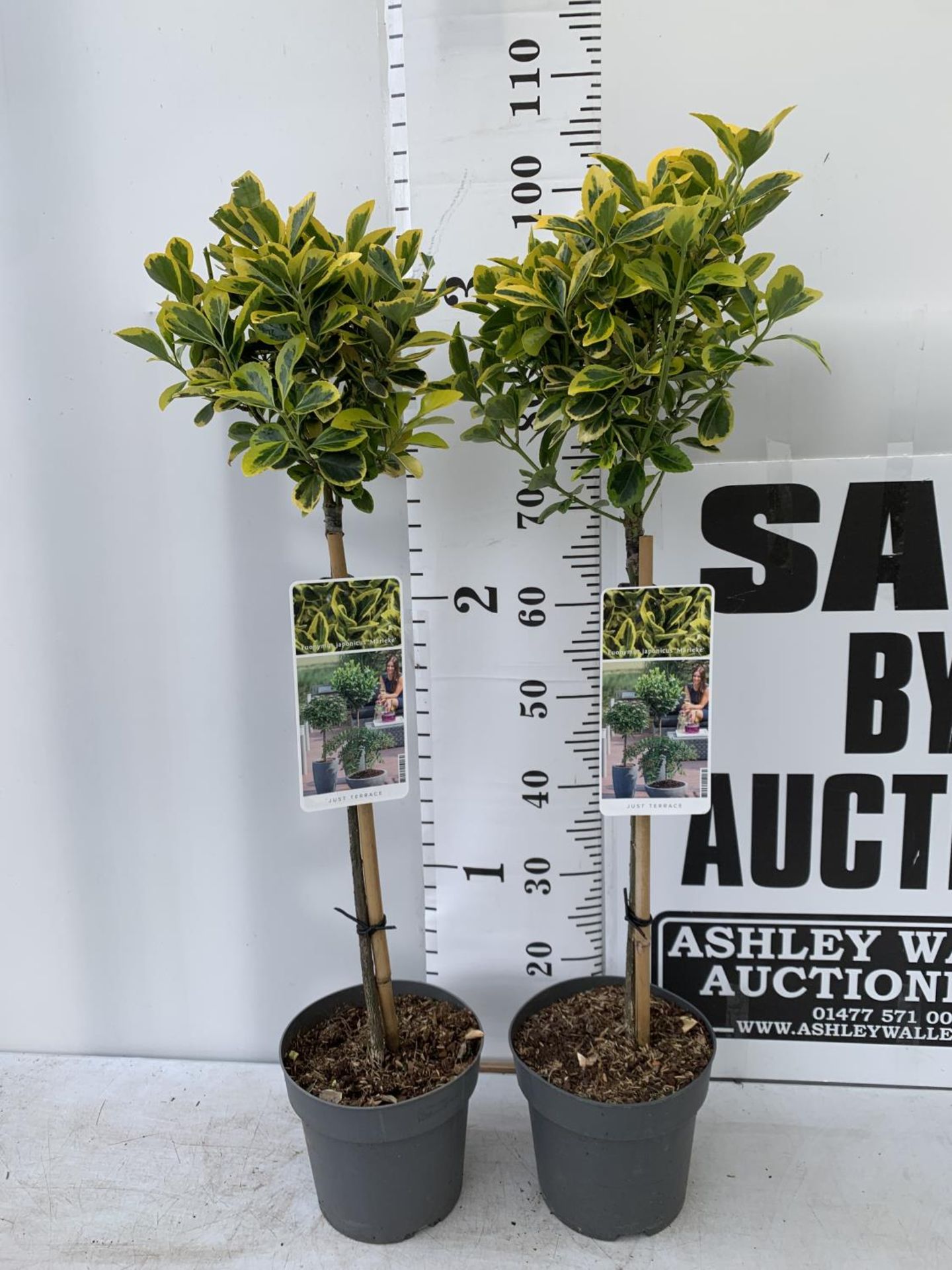 TWO EUONYMUS JAPONICUS 'MARIEKE' STANDARD TREES APPROX 100CM IN HEIGHT IN 3LTR POTS PLUS VAT TO BE