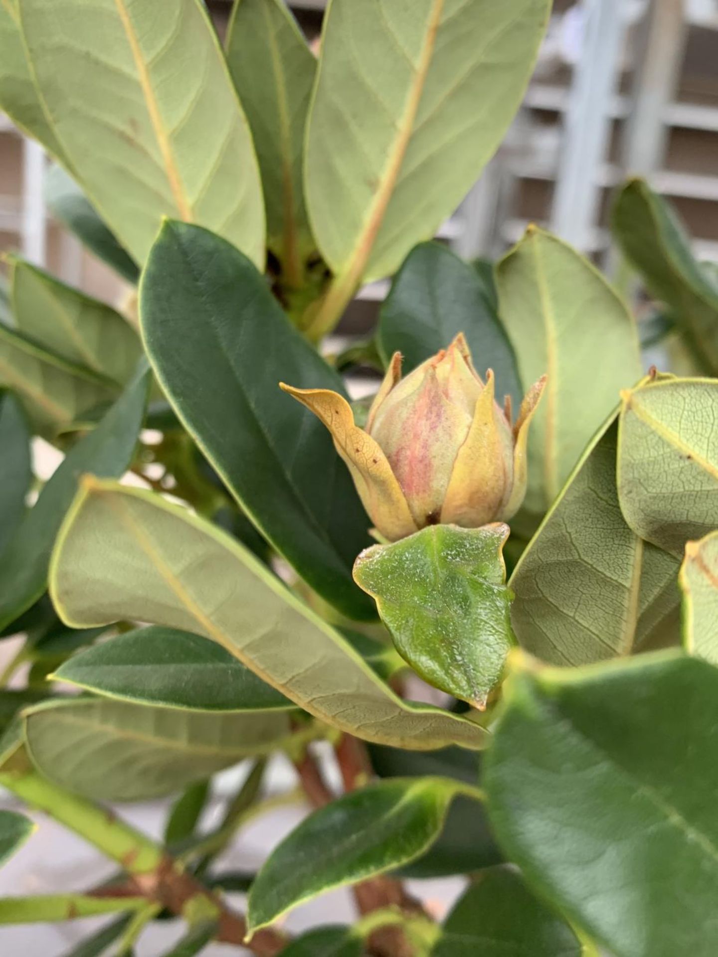 THREE RHODODENDRON NANCY EVANS YELLOW IN 3 LTR POTS TO BE SOLD FOR THE THREE PLUS VAT - Image 4 of 6