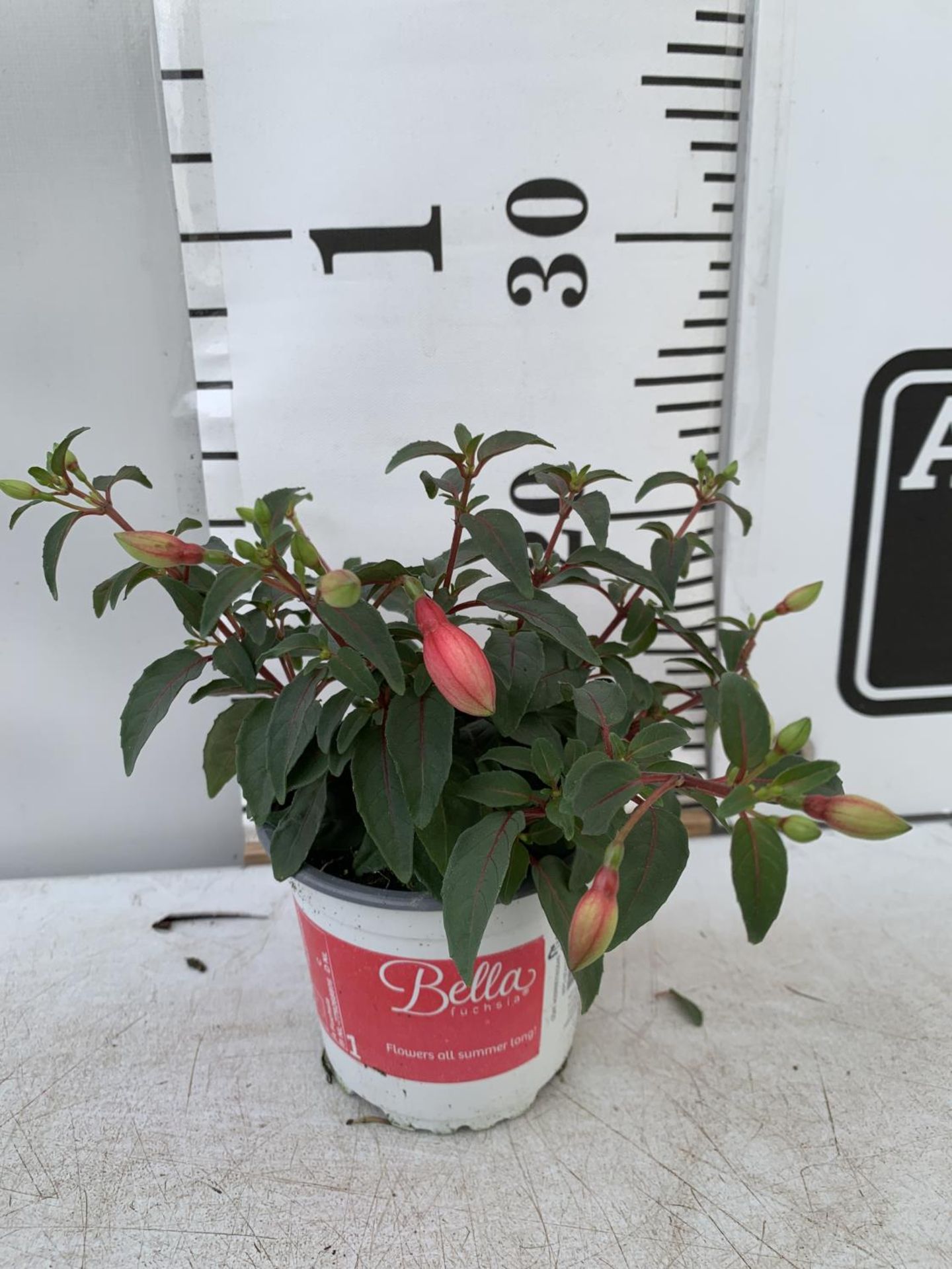 TWELVE FUCHSIA BELLA TRAILING PLANTS ON A TRAY IN P10 POTS PLUS VAT TO BE SOLD FOR THE TWELVE - Bild 2 aus 4