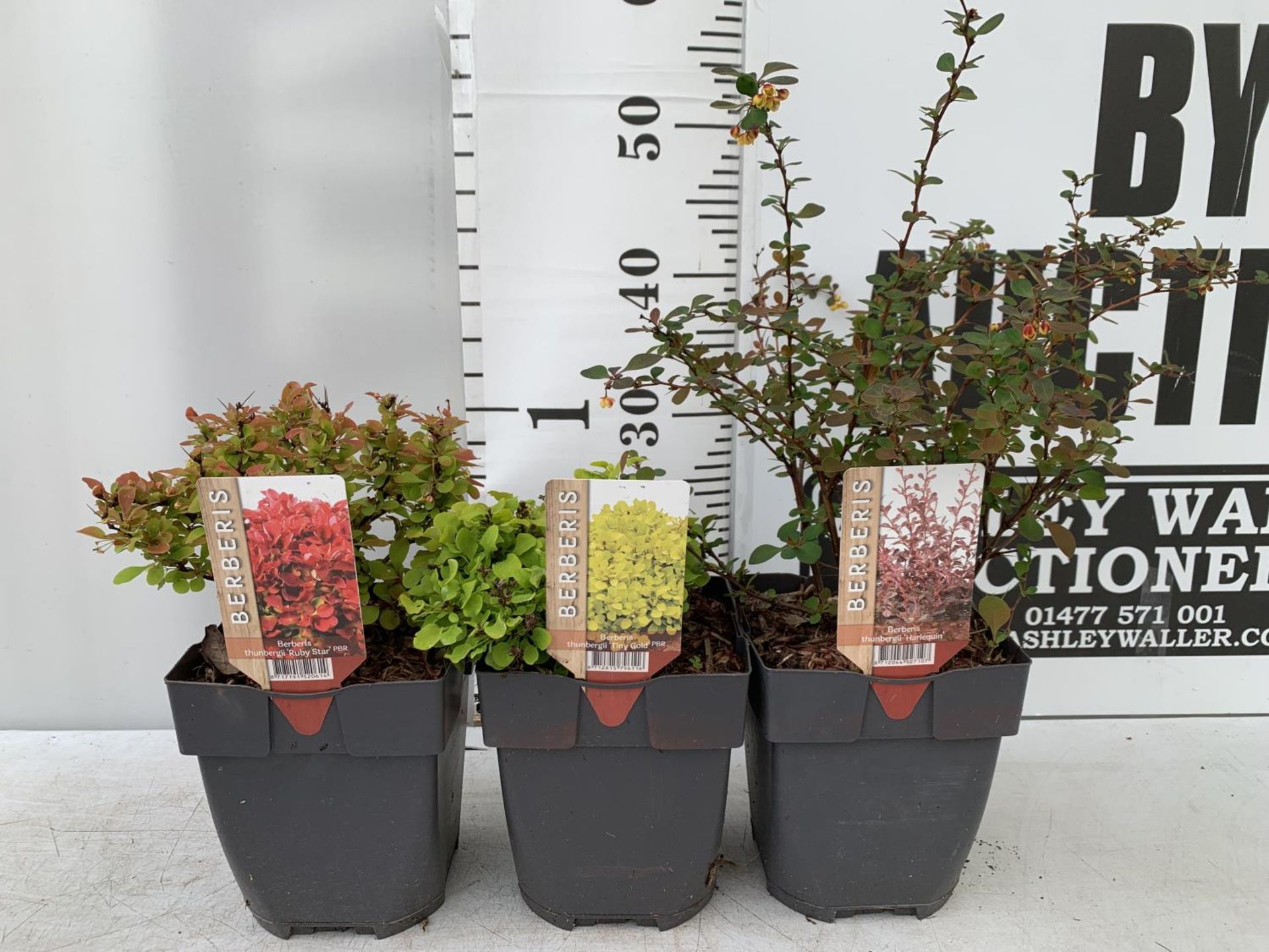 THREE ASSORTED BERBERIS THUNBERGII 'HARLEQUIN, TINY GOLD AND RUBY STAR' IN 2 LTR POTS PLUS VAT