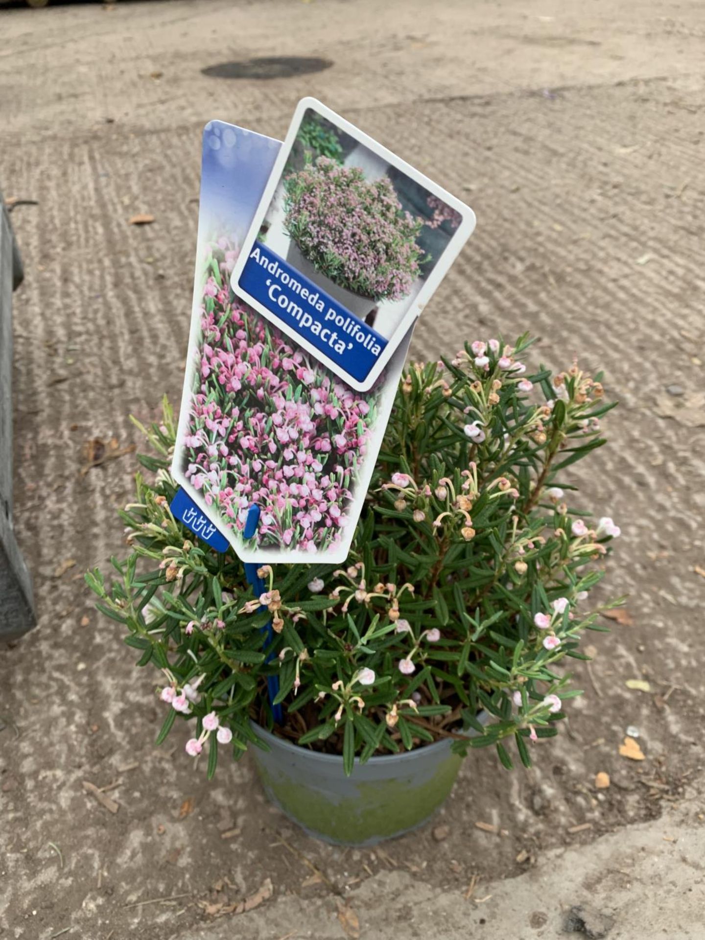 SIX POTS OF ANDROMEDA POLIFOLIA COMPACTA TO BE SOLD FOR THE SIX PLUS VAT - Image 2 of 3