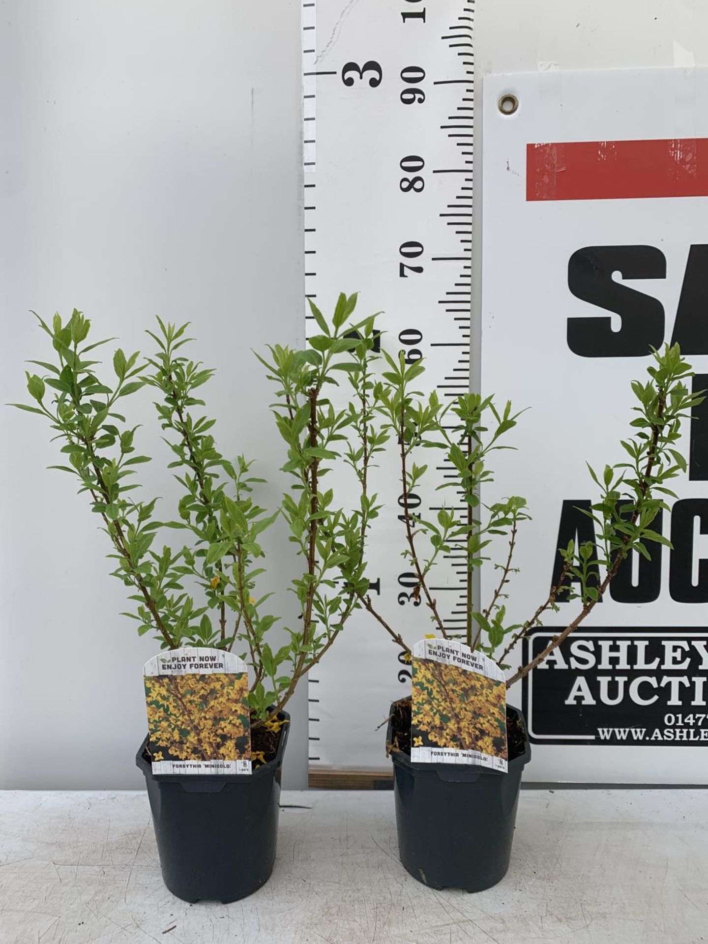 TWO FORSYTHIA 'MINIGOLD' APPROX 60CM IN HEIGHT IN 2 LTR POTS PLUS VAT TO BE SOLD FOR THE TWO