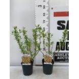 TWO FORSYTHIA 'MINIGOLD' APPROX 60CM IN HEIGHT IN 2 LTR POTS PLUS VAT TO BE SOLD FOR THE TWO