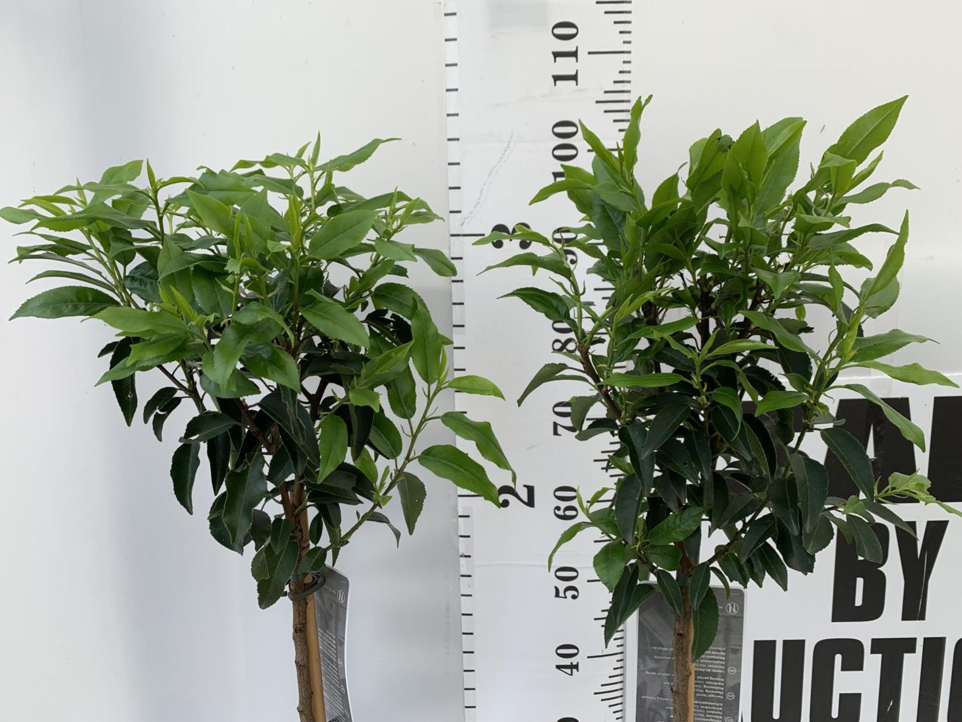 TWO PRUNUS LUSITANICA 'AUGUSTFOLIA' STANDARD TREES APPROX ONE METRE IN HEIGHT IN 3LTR POTS PLUS - Image 2 of 4