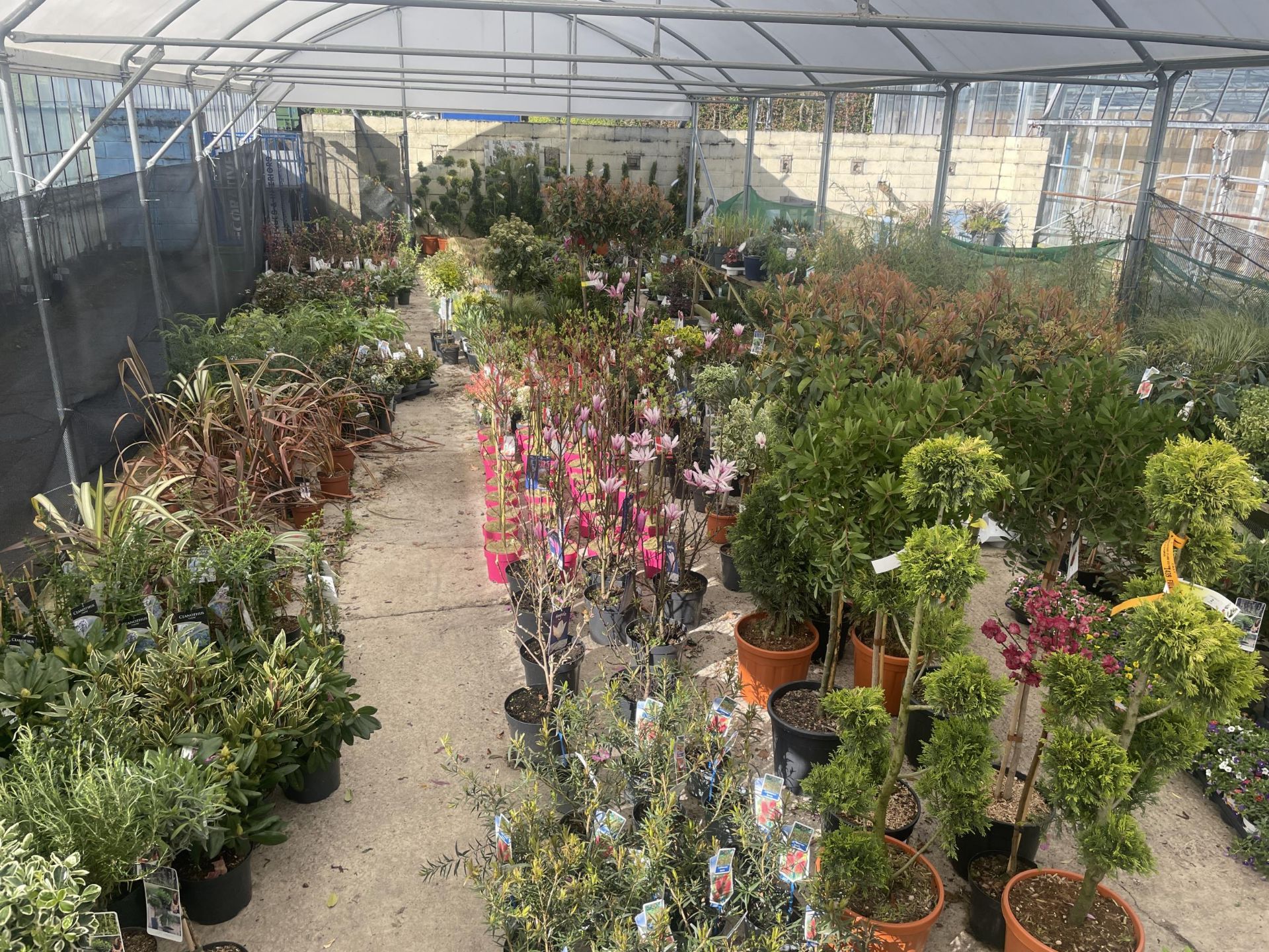 WELCOME TO ASHLEY WALLER HORTICULTURE AUCTION - LOTS ARE BEING ADDED DAILY - THE IMAGES SHOW LOTS - Image 2 of 29