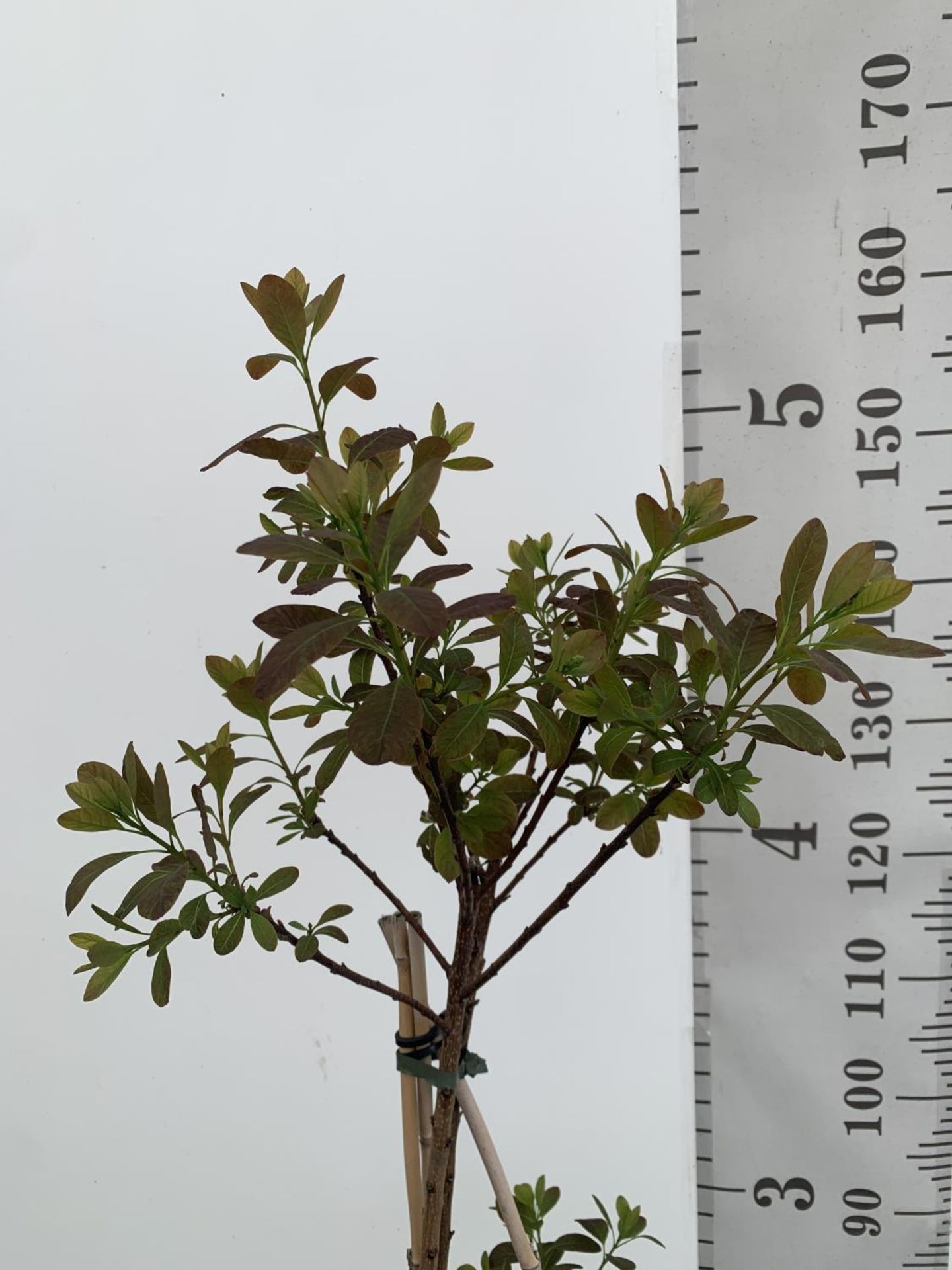 A COTINUS 'ROYAL PURPLE' SMOKE BUSH TREE OVER 160CM IN HEIGHT IN FLOWER IN A 10 LTR POT PLUS VAT - Image 3 of 7