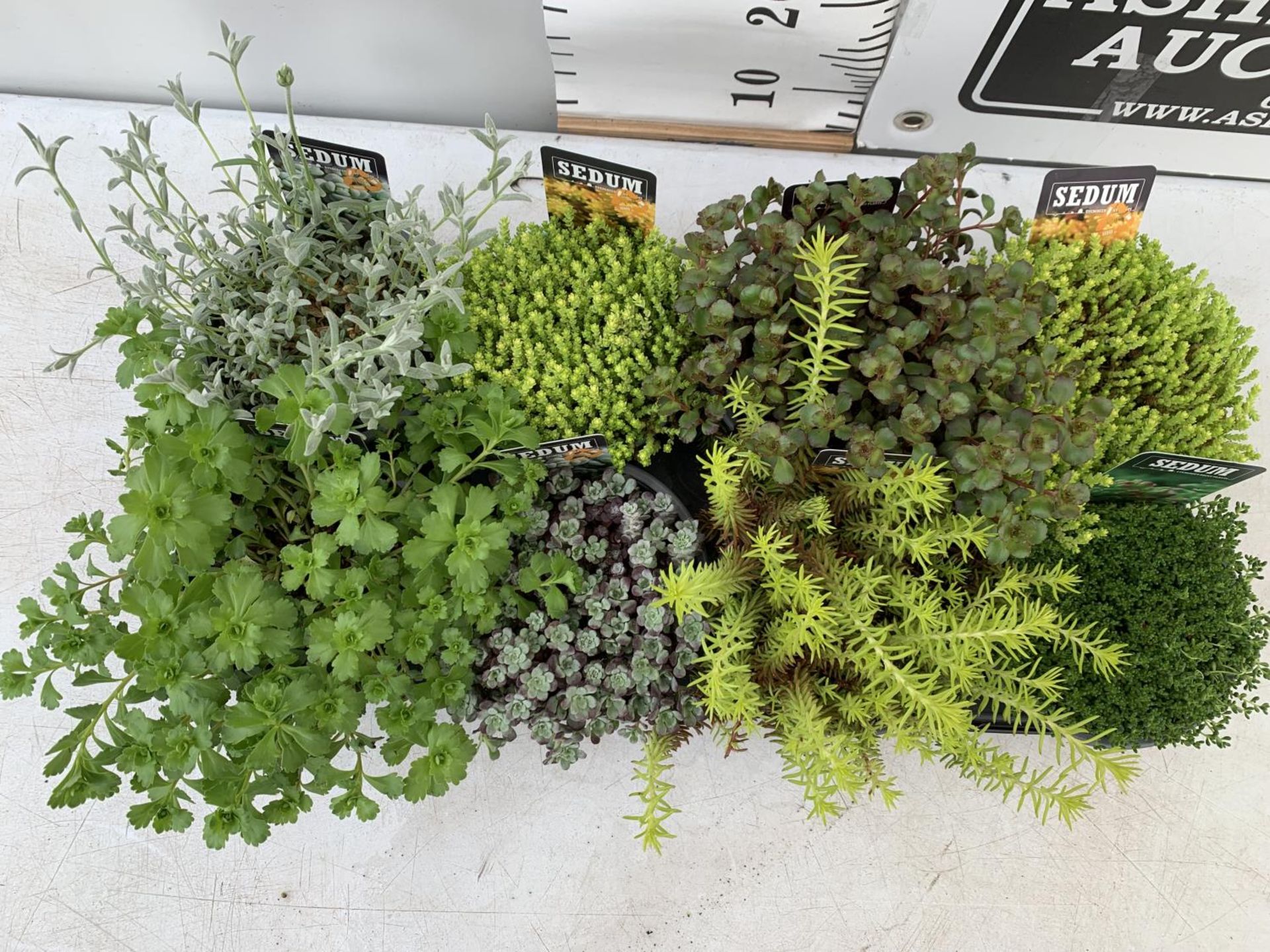 EIGHT MIXED EVERGREEN SEDUMS ON A TRAY IN P14 POTS PLUS VAT TO BE SOLD FOR THE EIGHT - Image 2 of 8