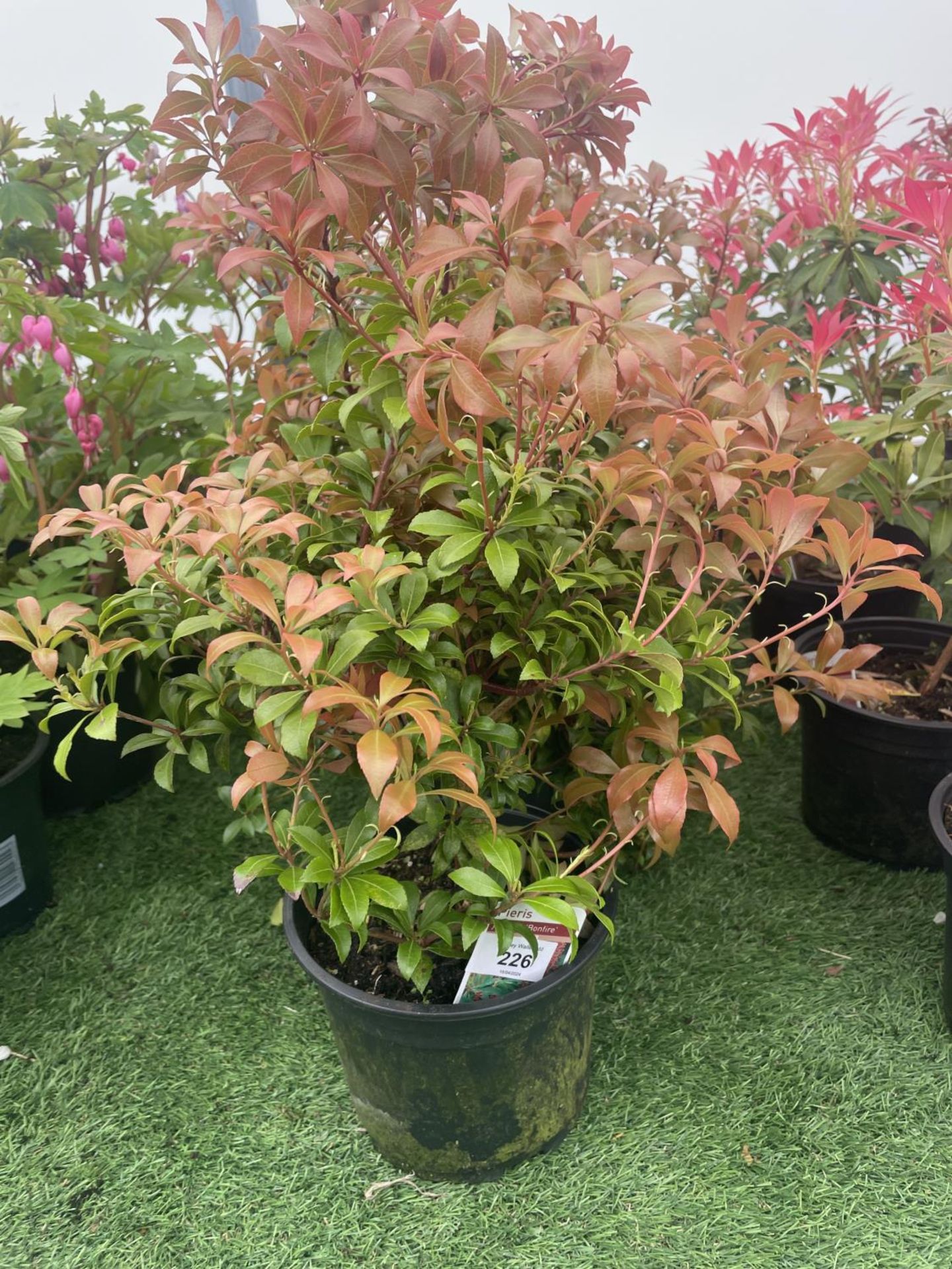 FIVE PIERIS BONFIRE 50-60CM TALL TO BE SOLD FOR THE FIVE PLUS VAT - Image 2 of 5