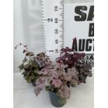 THREE MIXED HEUCHERA 'CARNIVAL' IN 2 LTR POTS PLUS VAT TO BE SOLD FOR THE THREE APPROX 35CM IN