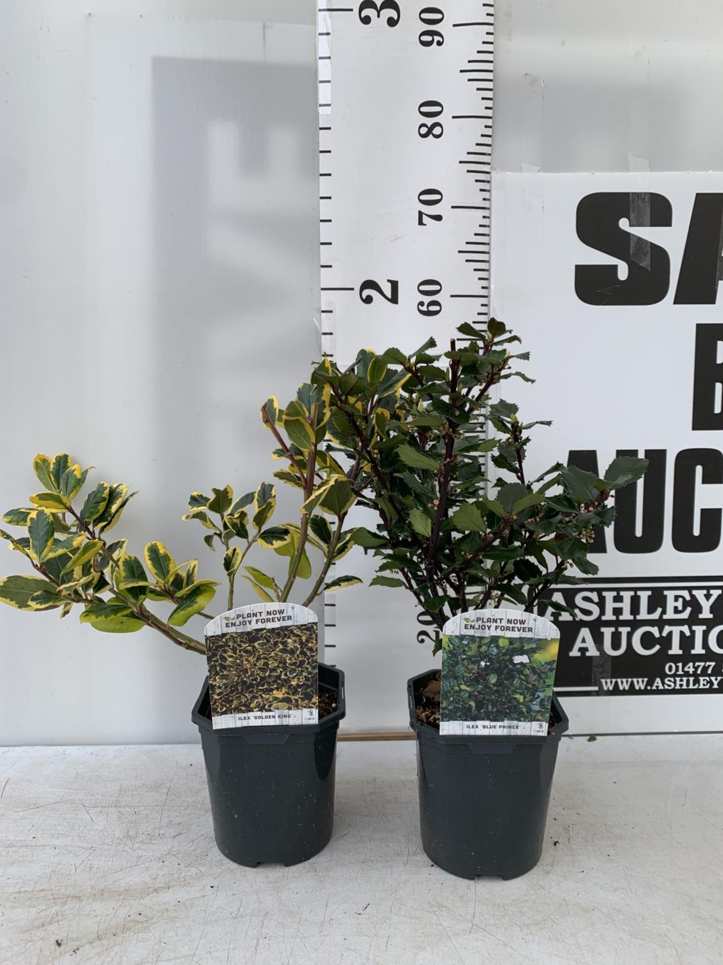 TWO ILEX AQUIFOLIUM HOLLY 'GOLDEN KING' AND 'BLUE PRINCE' IN 2 LTR POTS OVER 50CM IN HEIGHT PLUS VAT - Image 2 of 6