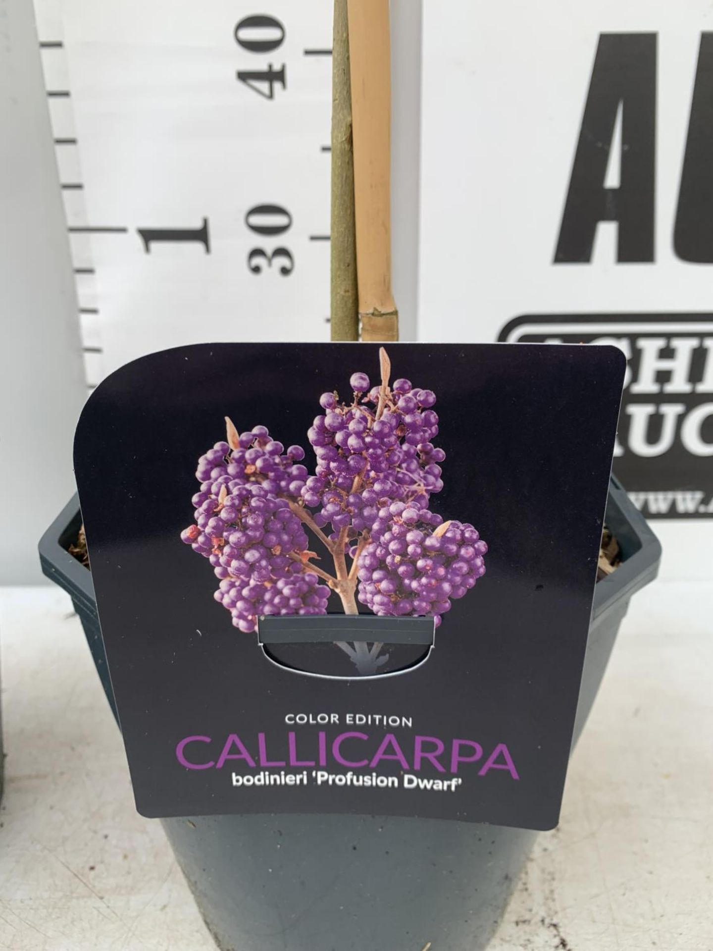 TWO PURPLE CALLICARPA STANDARD TREES BODINIERI PROFUSION IN 4 LTR POTS 140CM IN HEIGHT PLUS VAT TO - Image 4 of 4